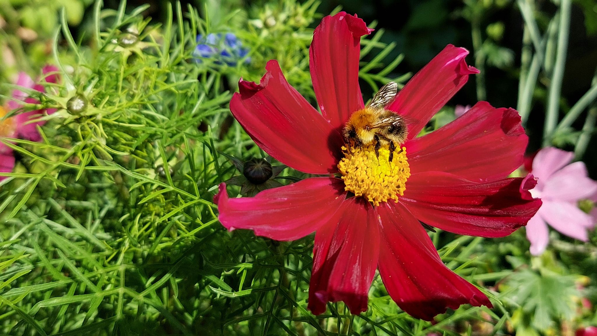 A bee on a deep red flower with a yellow centre, surrounded by greenery, pink and blue flowers 