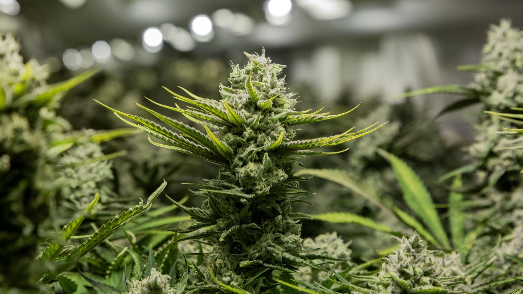 Close-up of cannabis plant in a lab