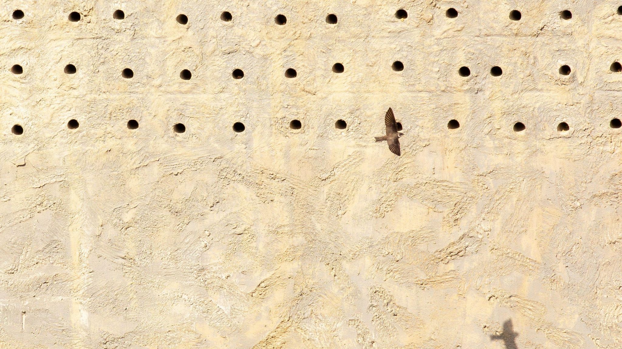 A sand martin flies by the artificial nest