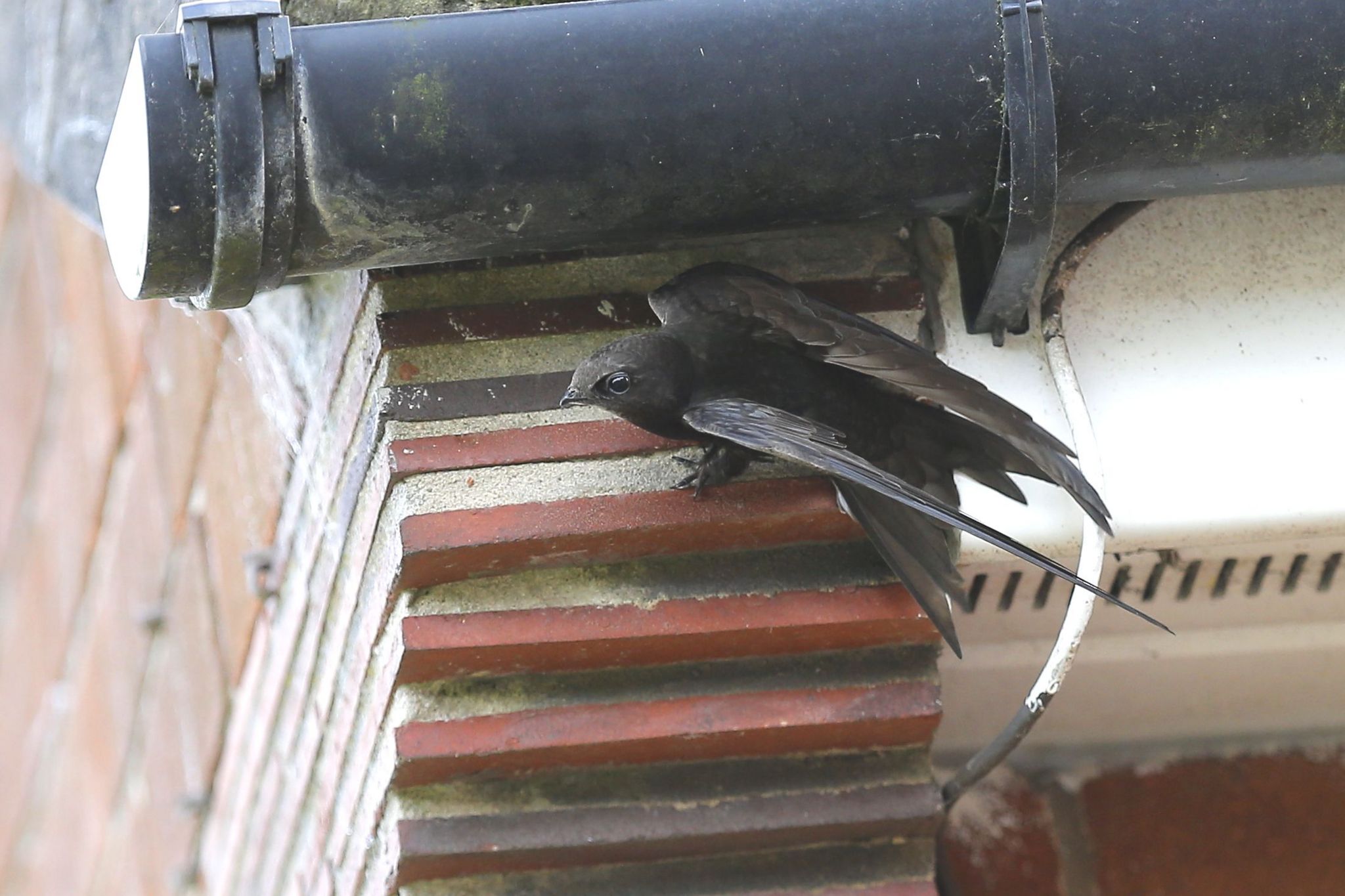 A swift leaving a nest