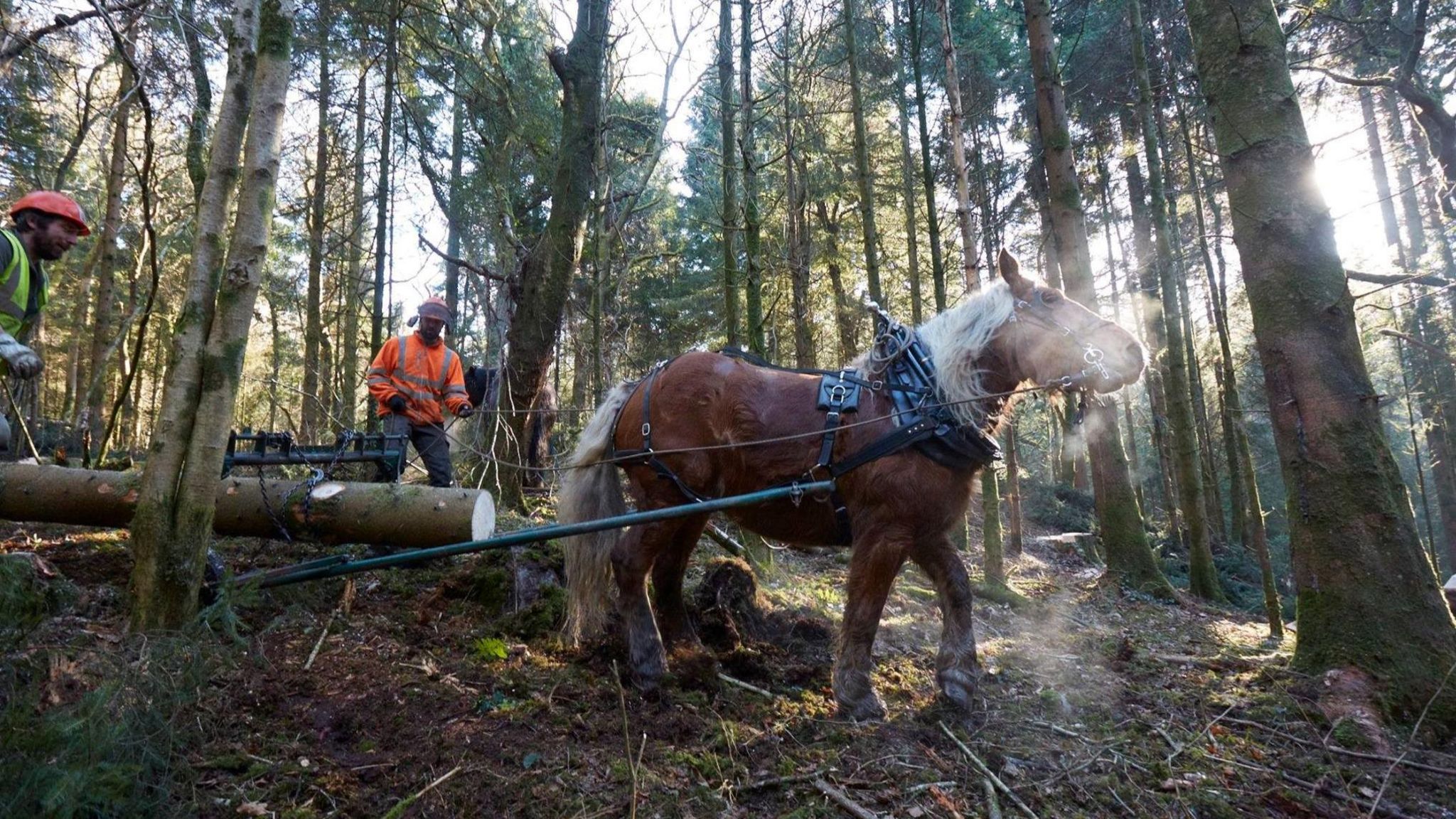 Horse dragging felled tree 