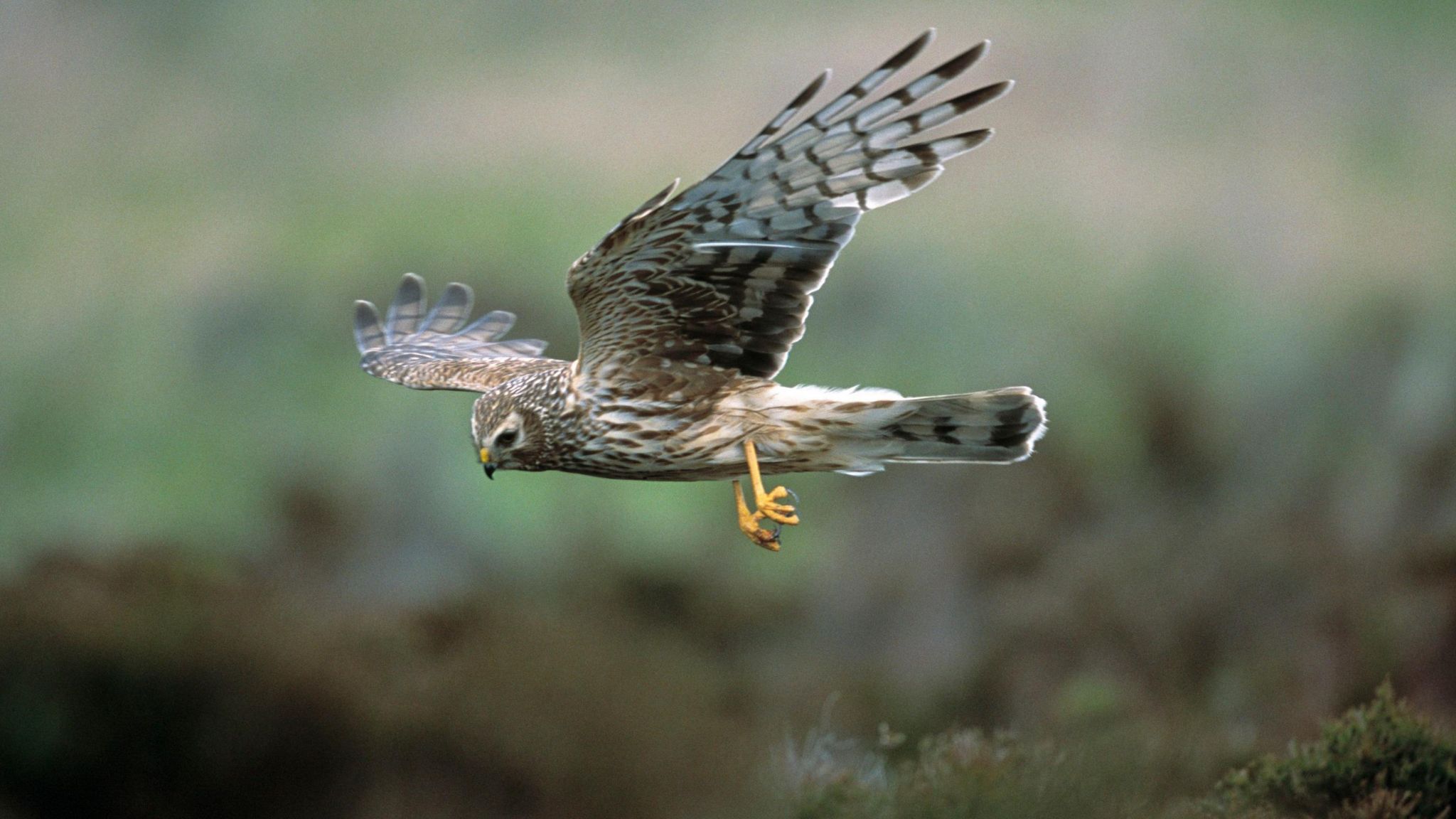 A hen harrier in flight with a blurred green-brown background.