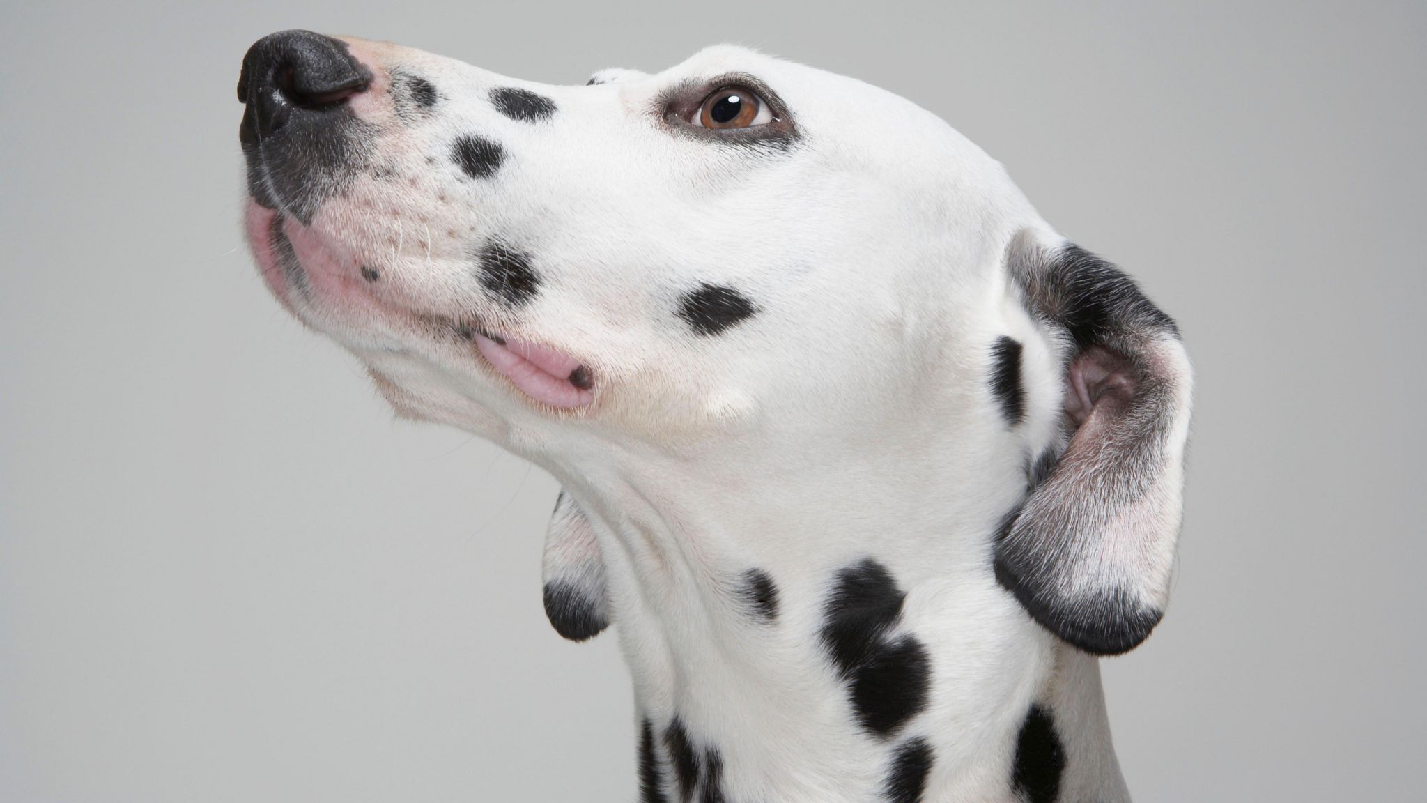 A close up of a Dalmatian's head where you can see the irregular spotted pattern