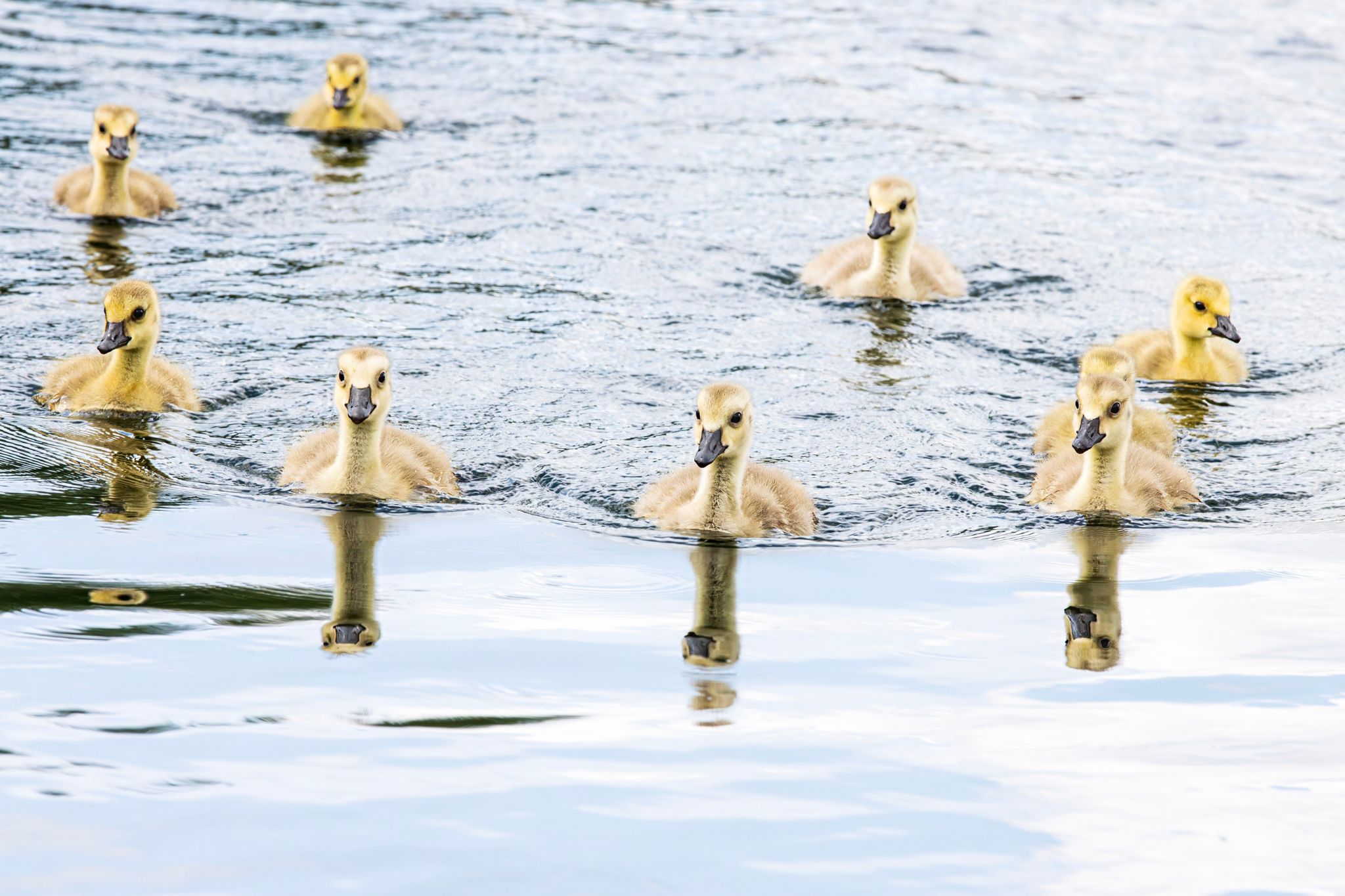 Ducklings on the water