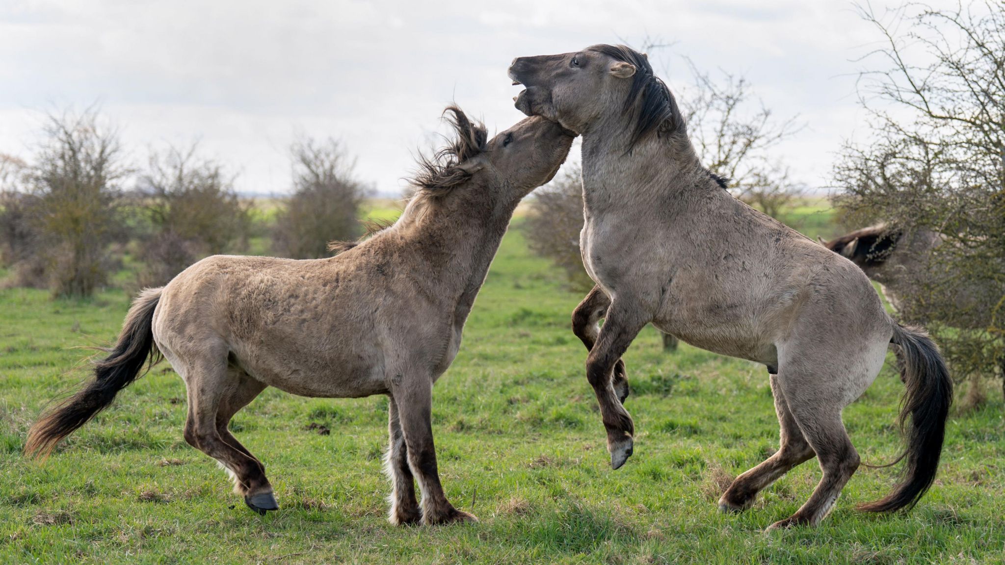 Two Konik pony's born at Wicken Fen nature reserve in Cambridgeshire 