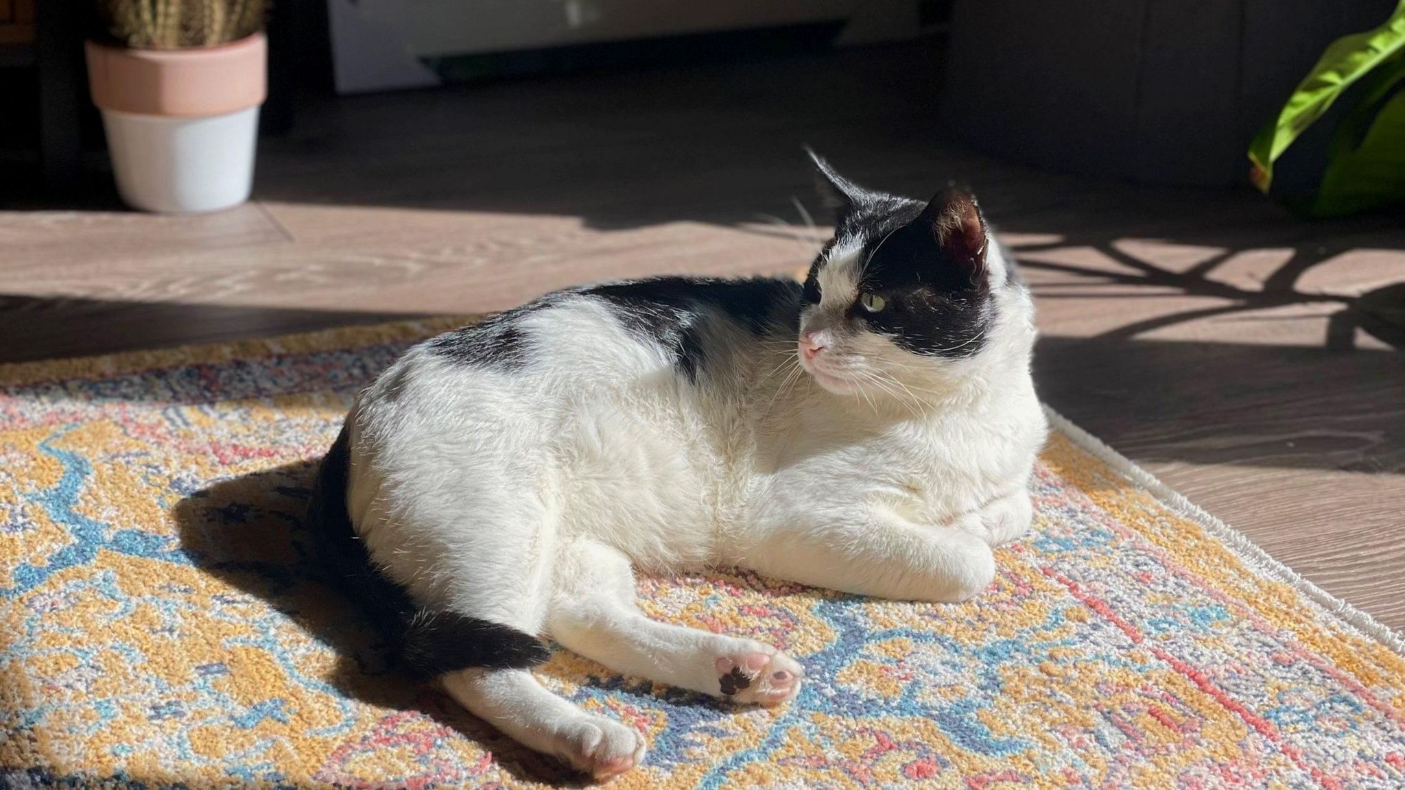 A black and white cat looking behind him as he lays on a patterned yellow rug in the sunshine