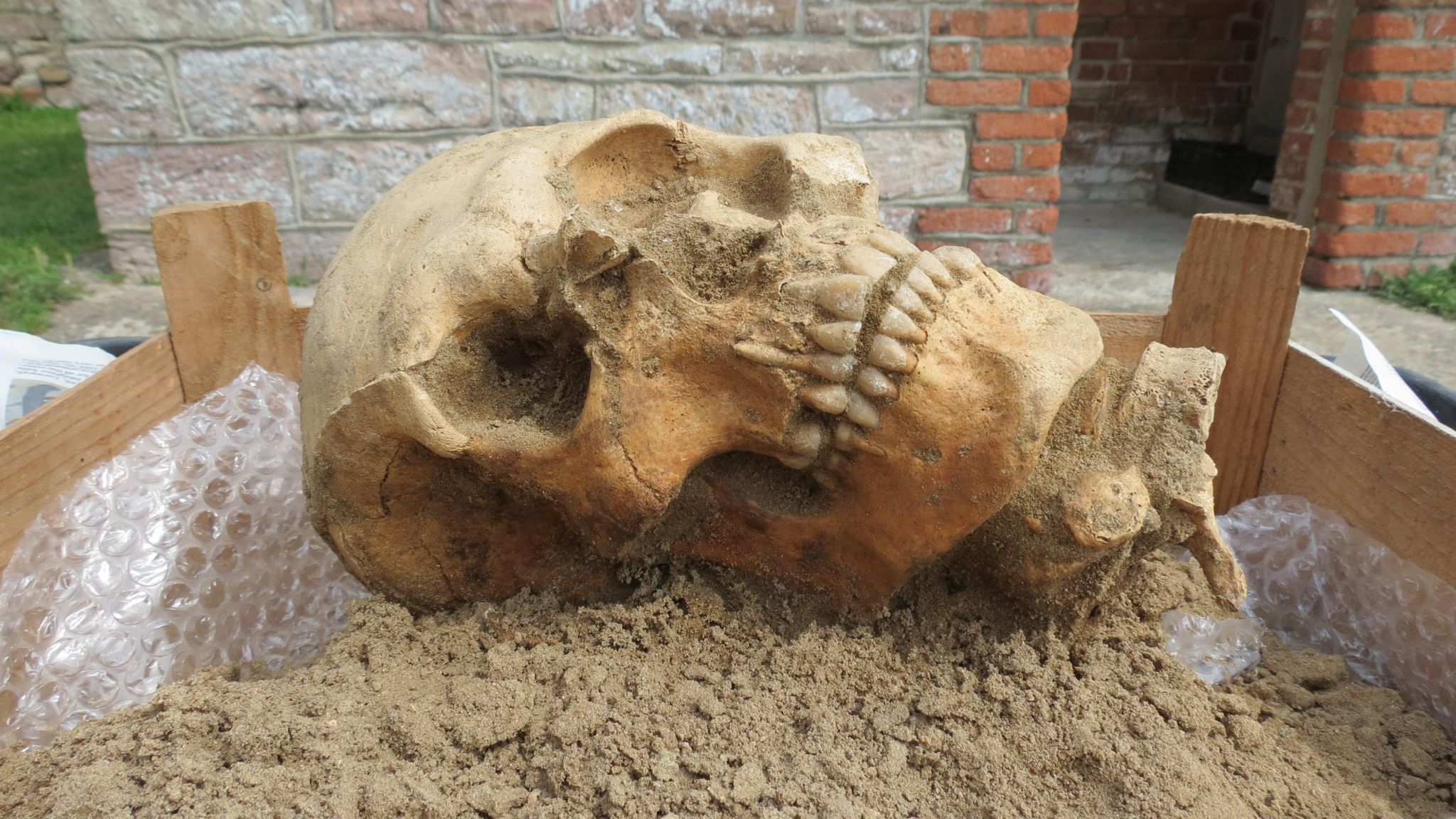 Skeleton skull with full set of teeth in Alderney