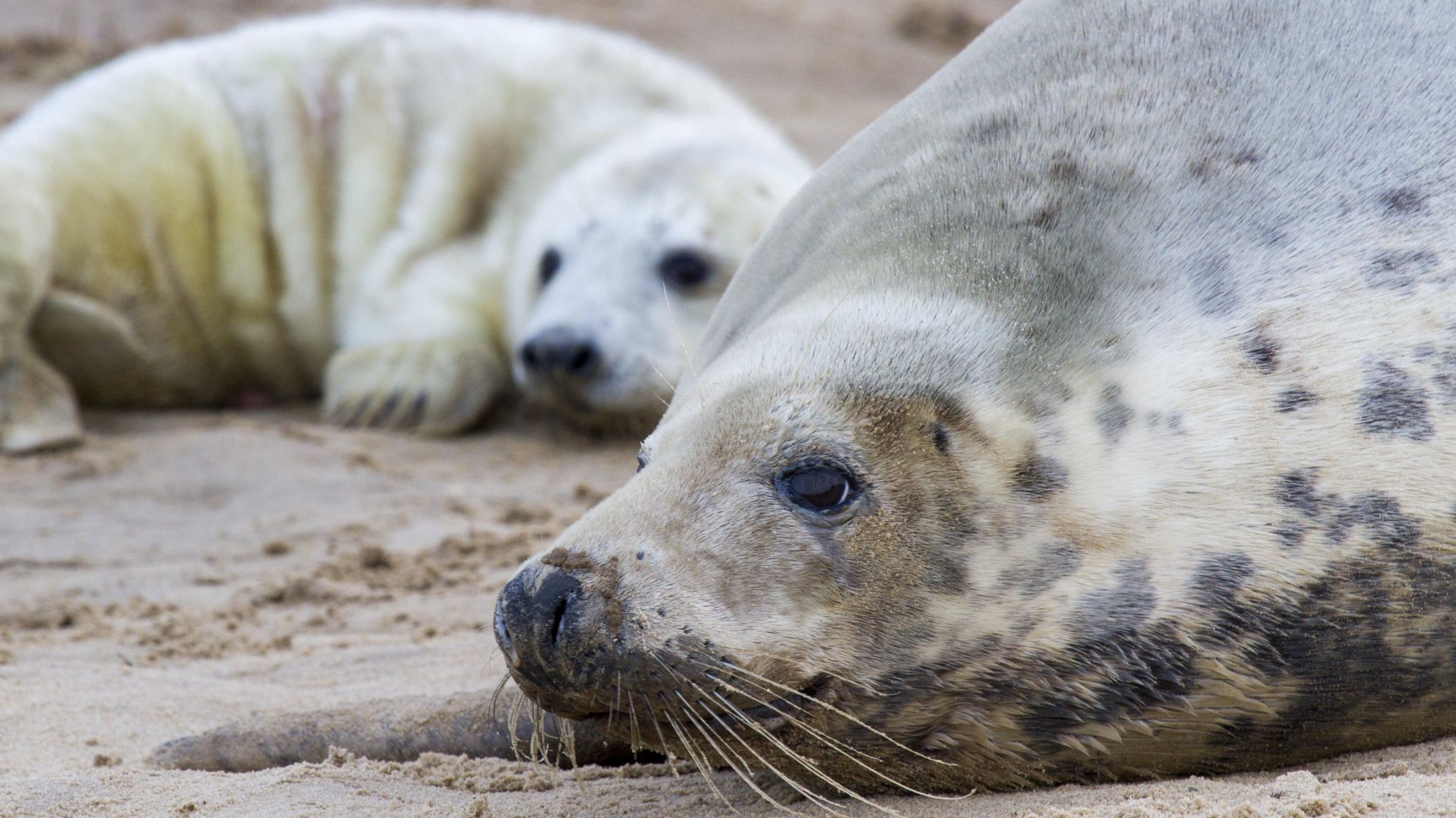Grey seal and pup at Blakeney Point.