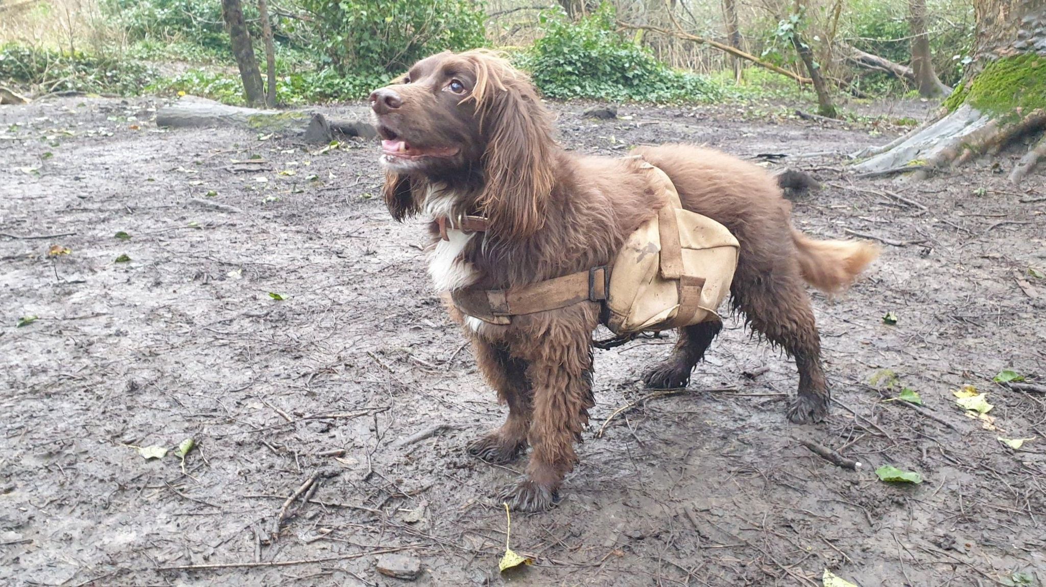 A spaniel wearing a seeding bag