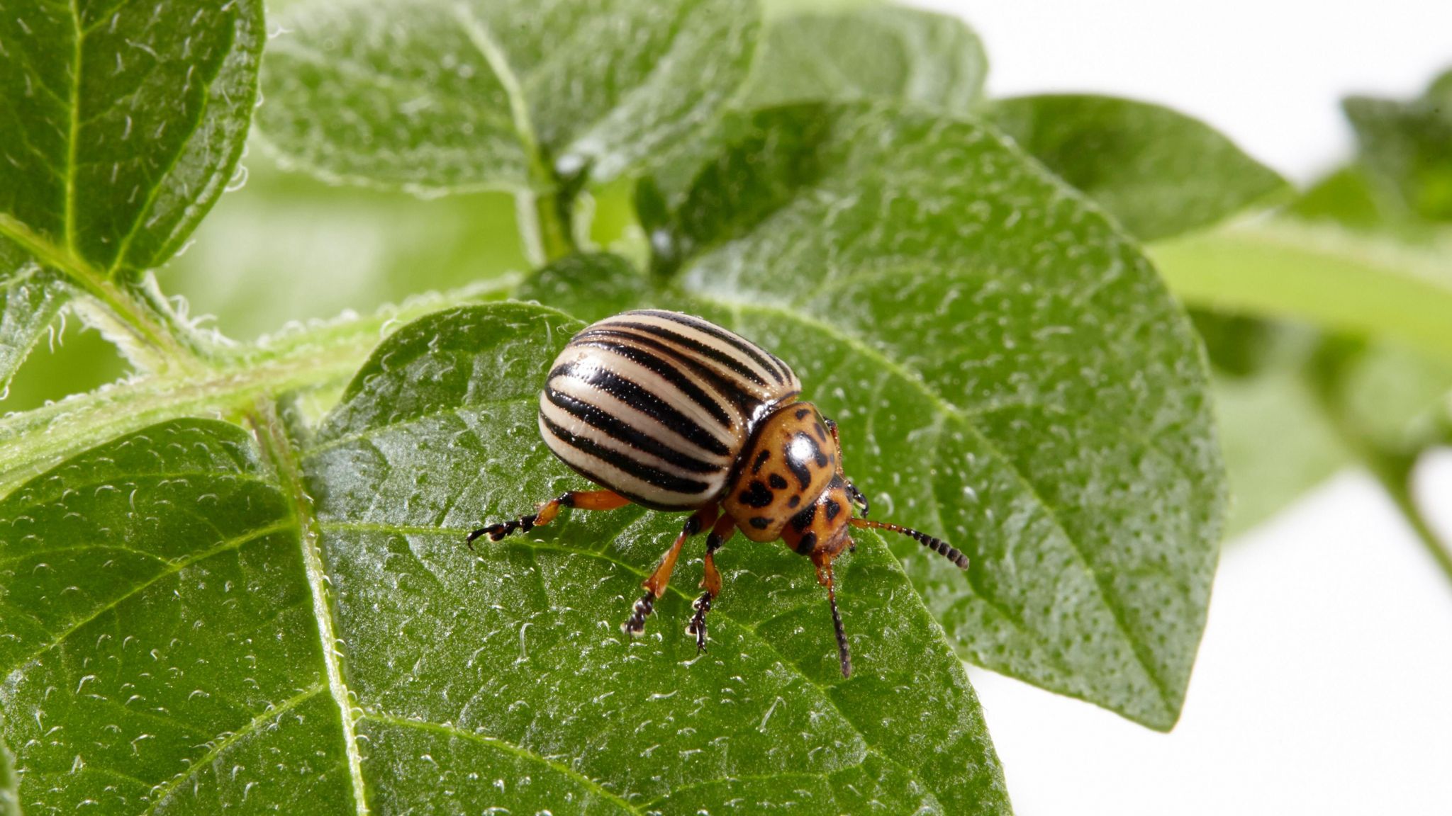 A fully grown Colorado beetle, with a spotted head and stripy body
