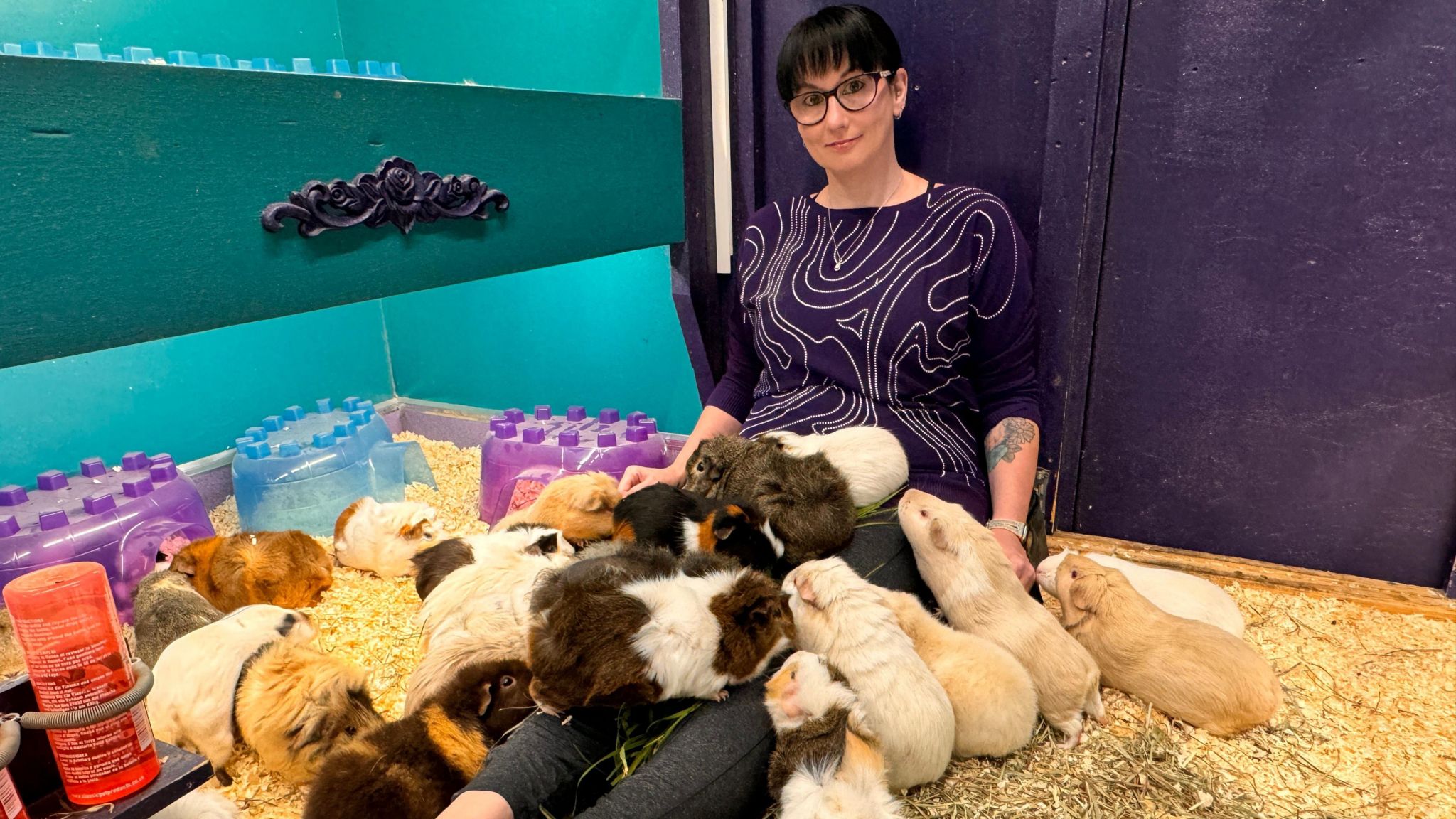 A woman with short black hair and glasses sits in a comfortable-looking enclosure, with around twenty guinea pigs jumping on her lap