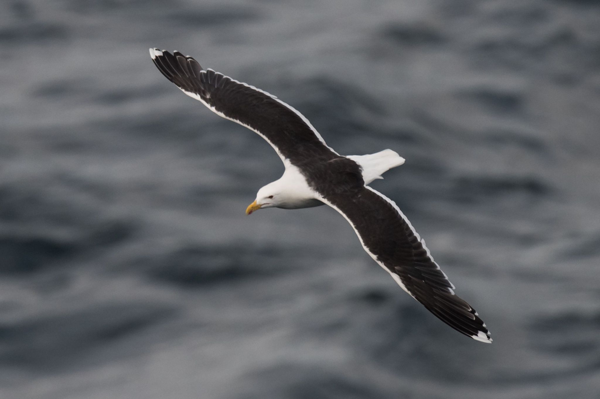 The great black-backed gull is the largest member of the gull family