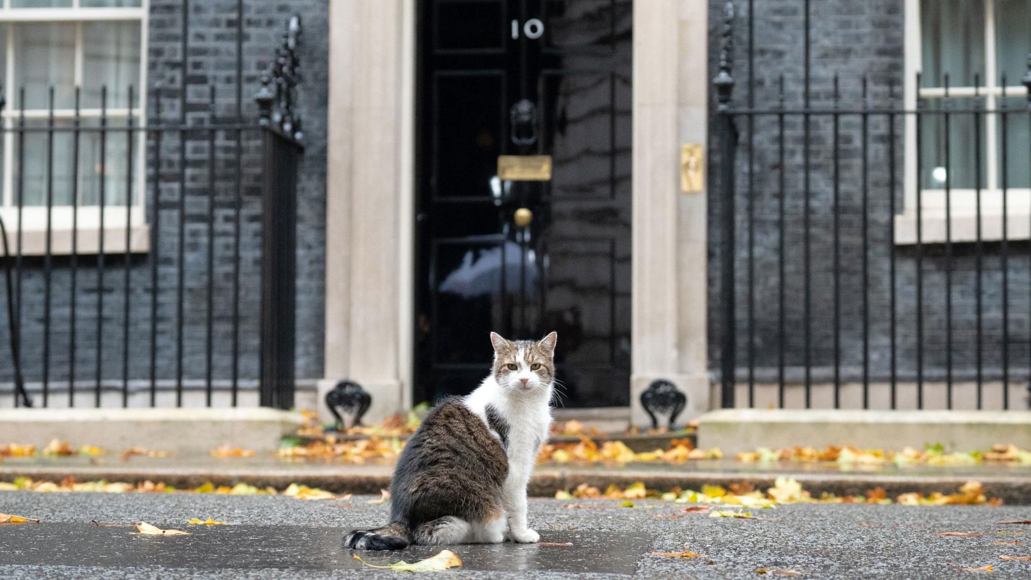 Larry the cat in front of Downing Street