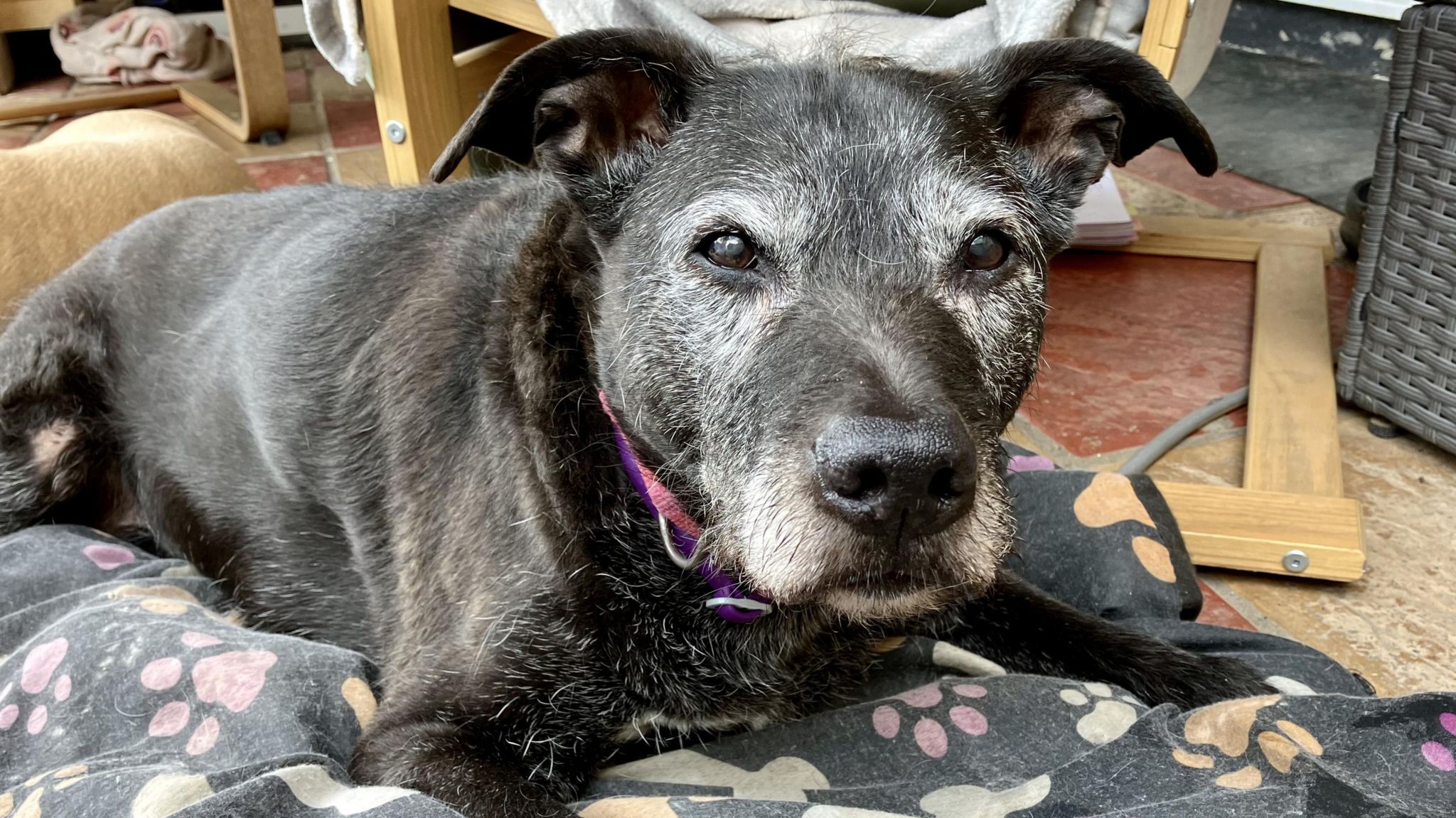 Biscuit, a black mongrel dog with grey hairs on her muzzle, lies happily on a blanket