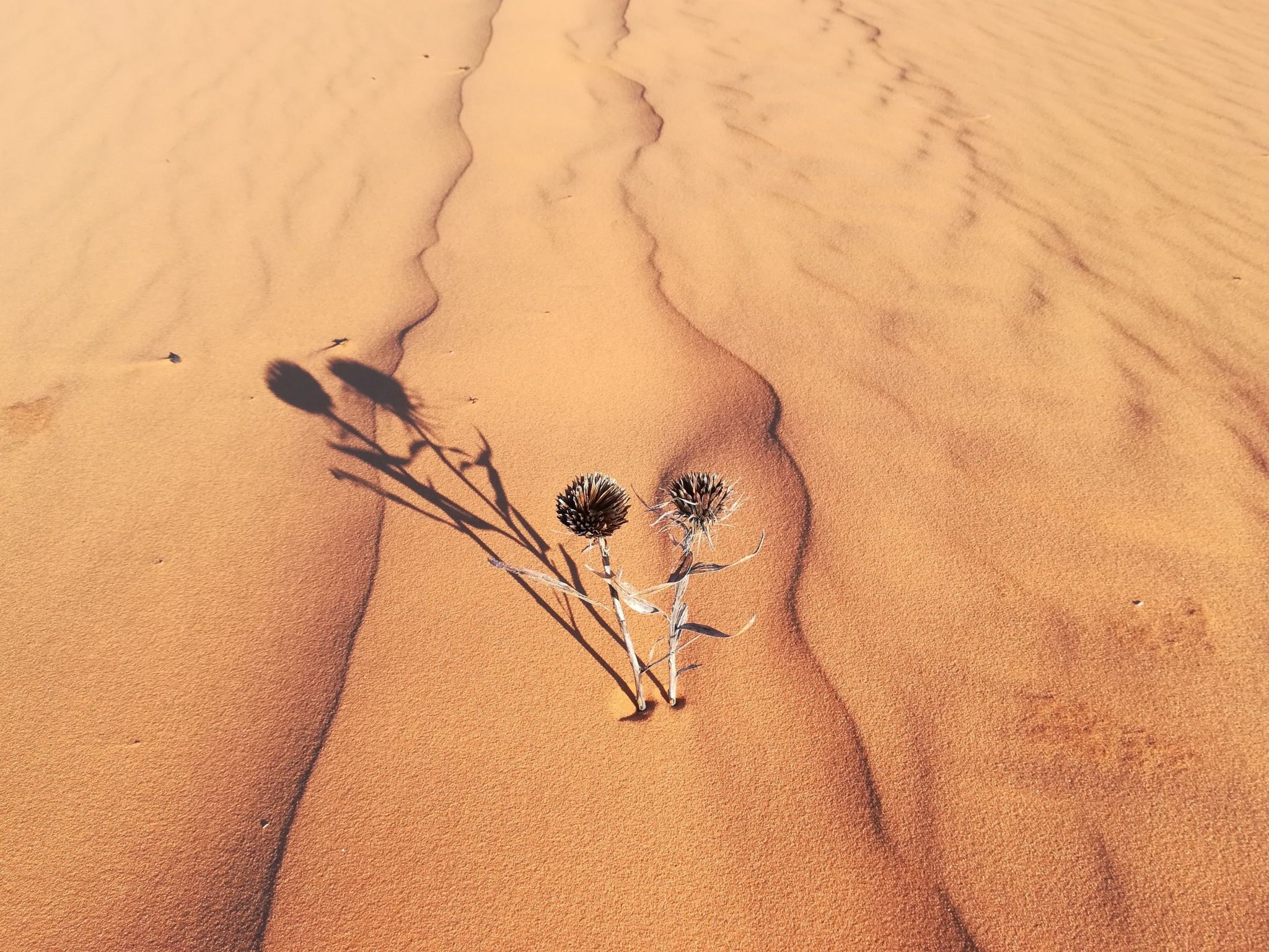 The shadow form two plants placed in the desert sand
