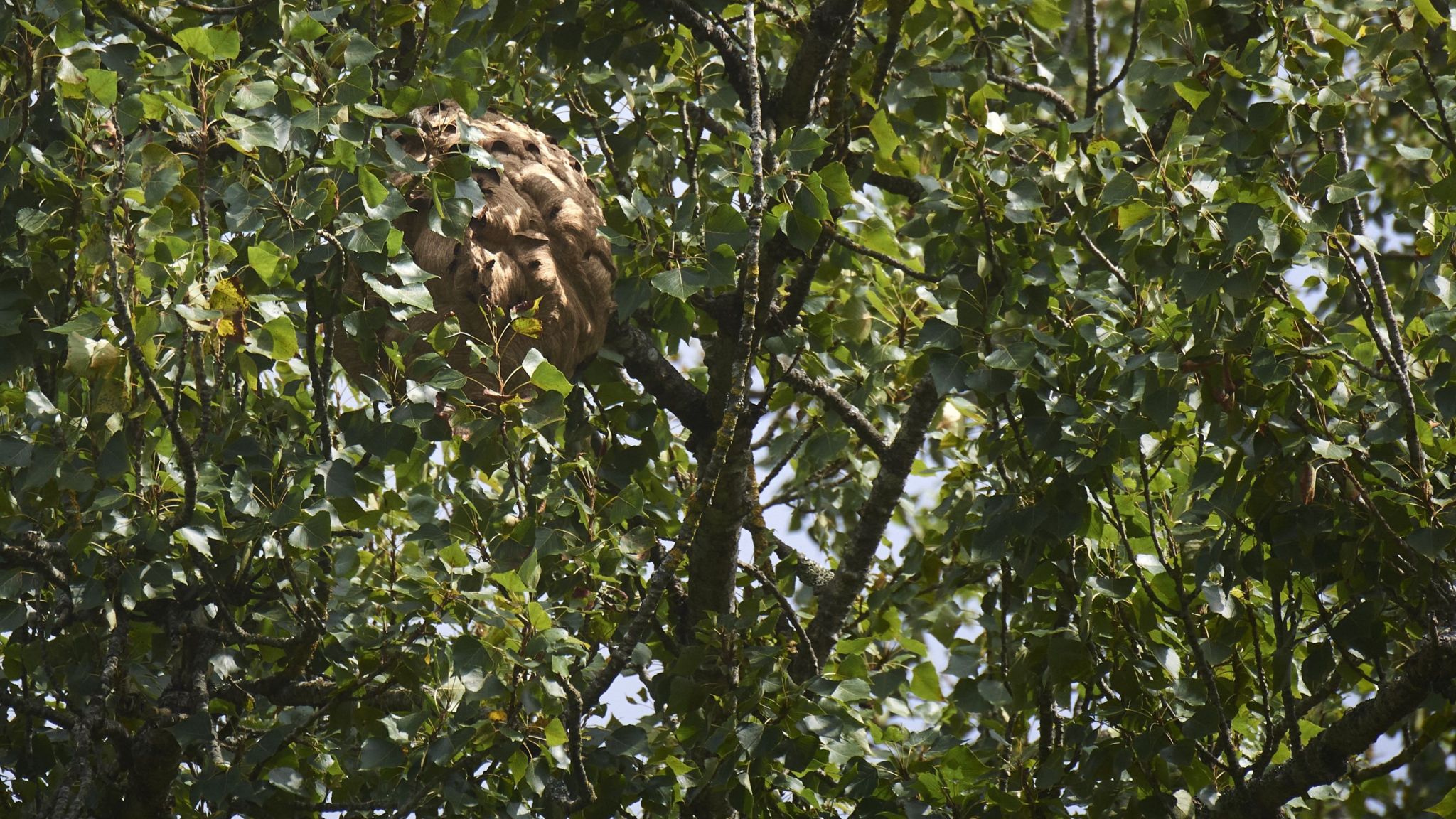 Asian hornet nest in a tree in Spain