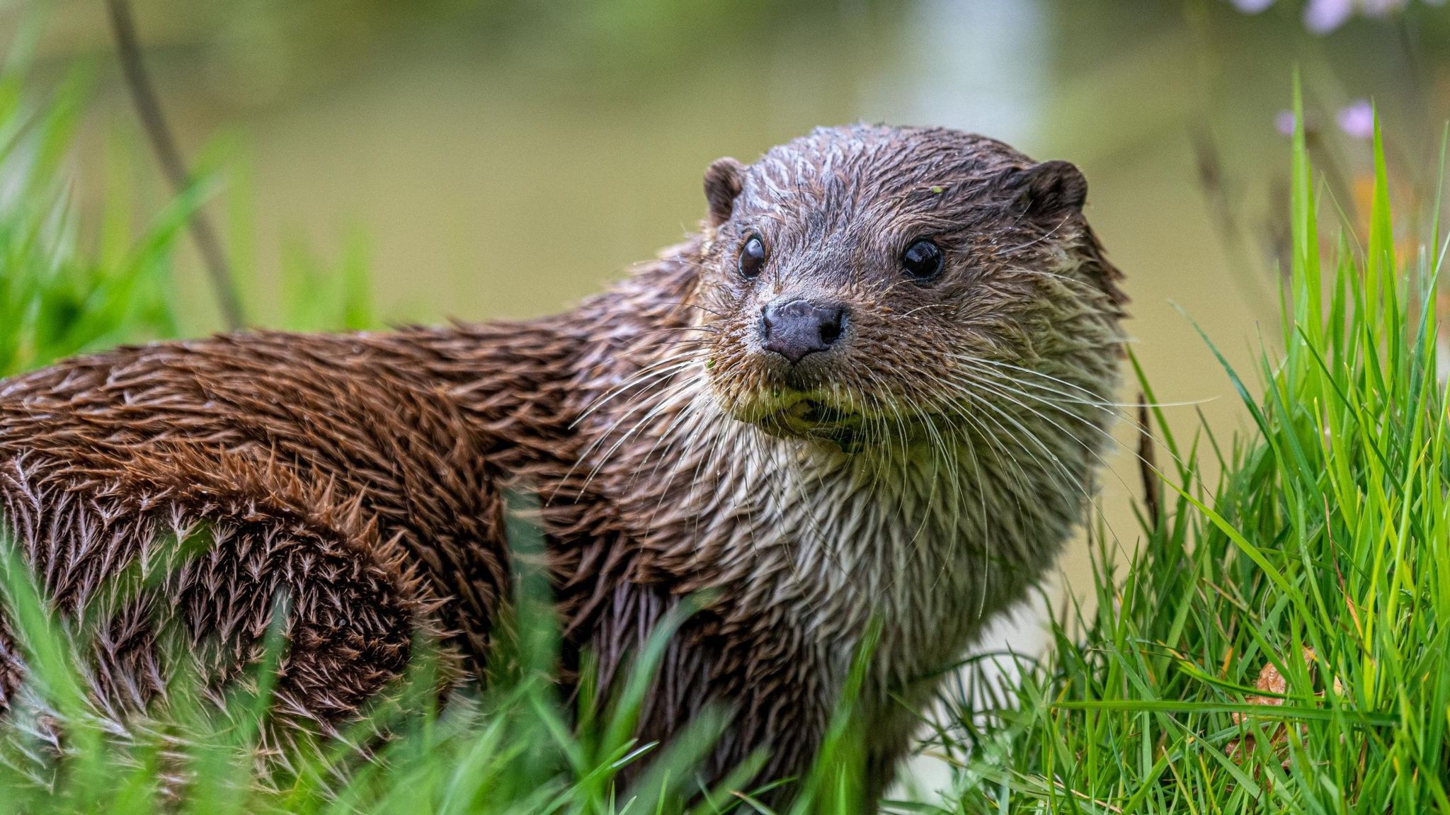 Eurasian otter sits on the edge of a riverbank