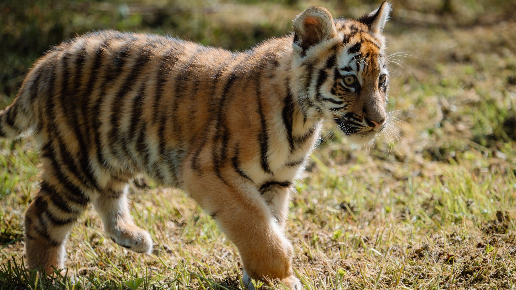 Amur tiger cub outside at Longleat Safari Park. 