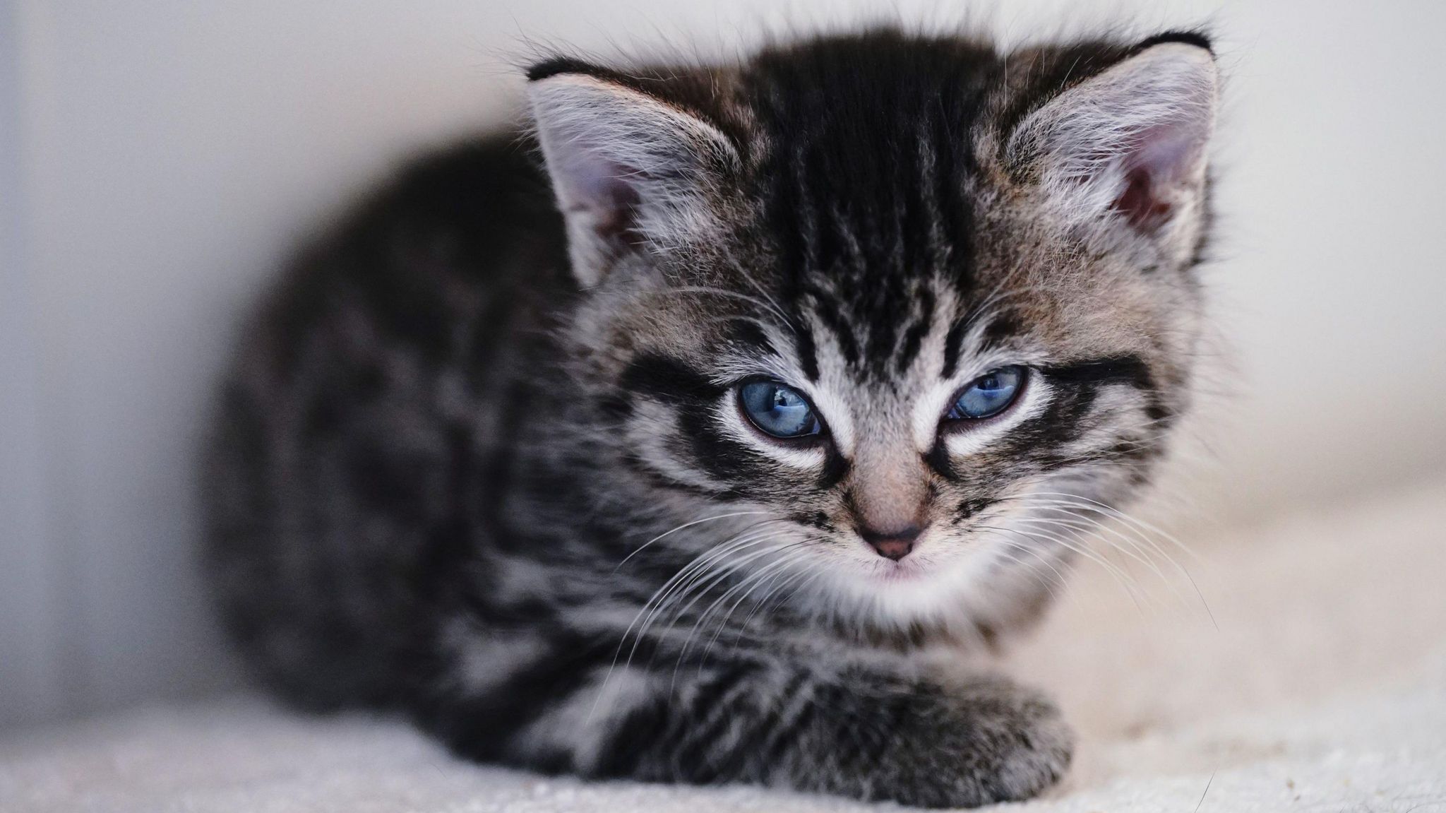 A photo of a kitten