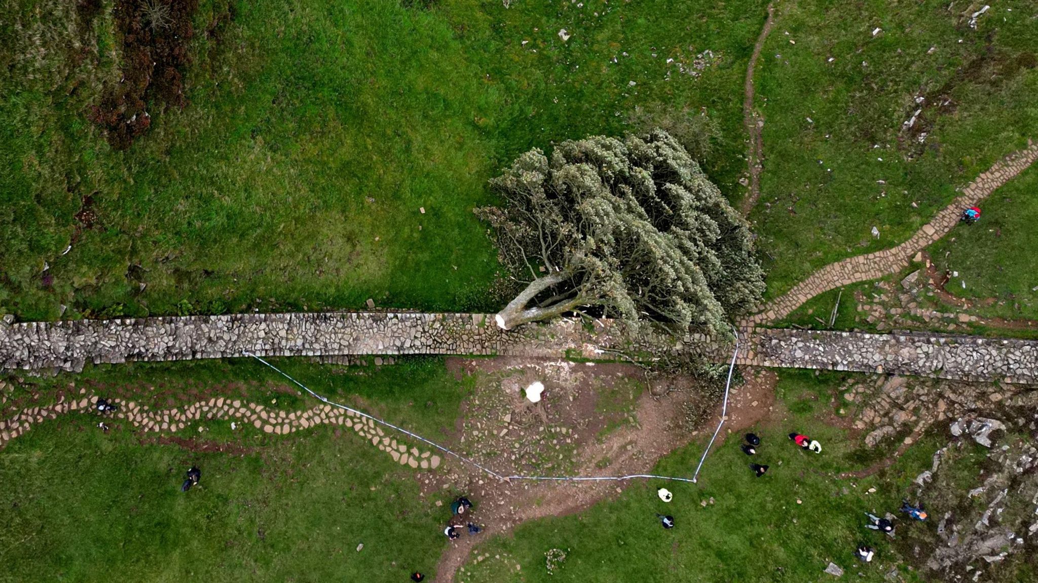 Aerial view of a tree lying across a wall