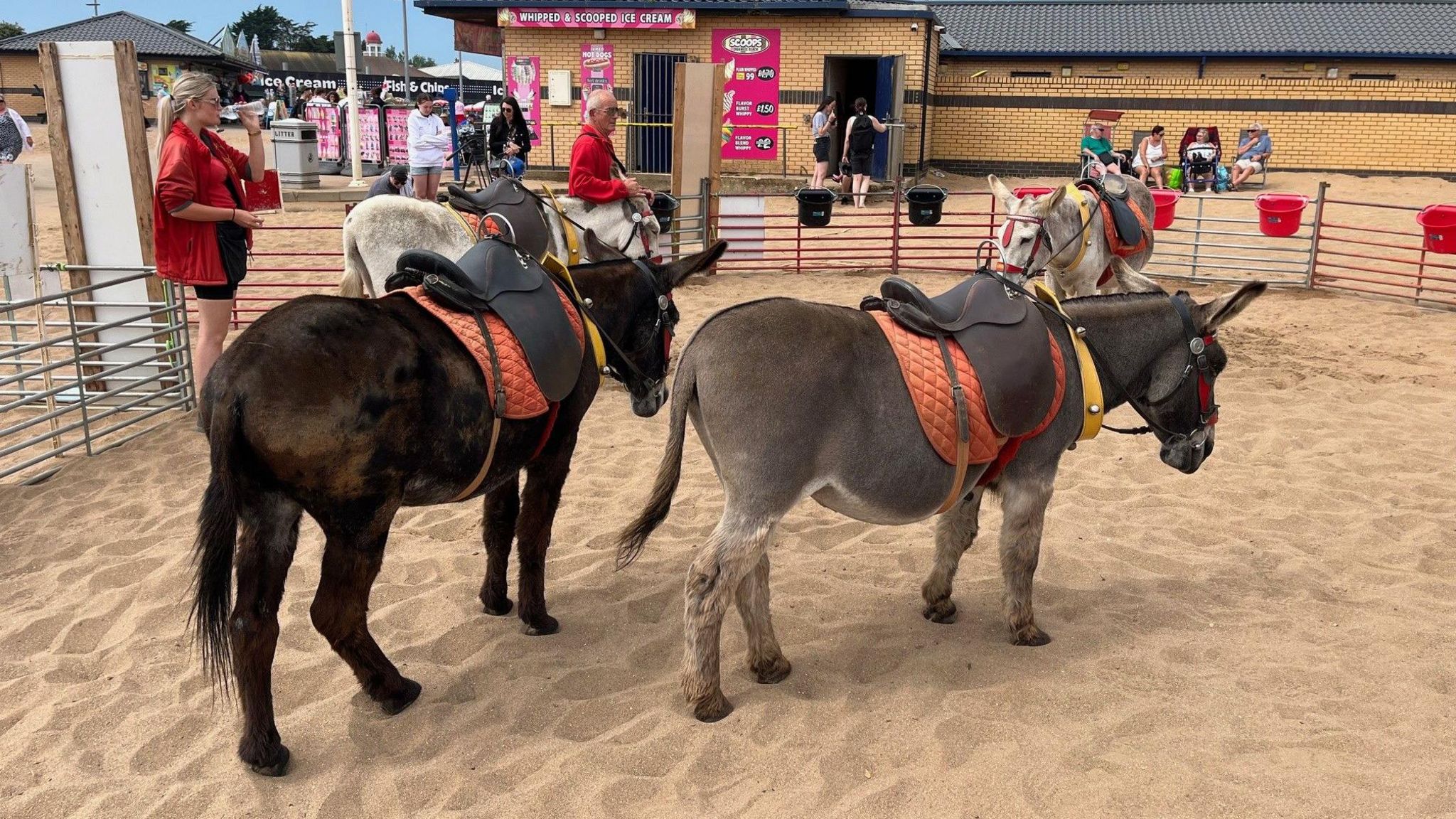 Several donkeys on the sand at Skegness