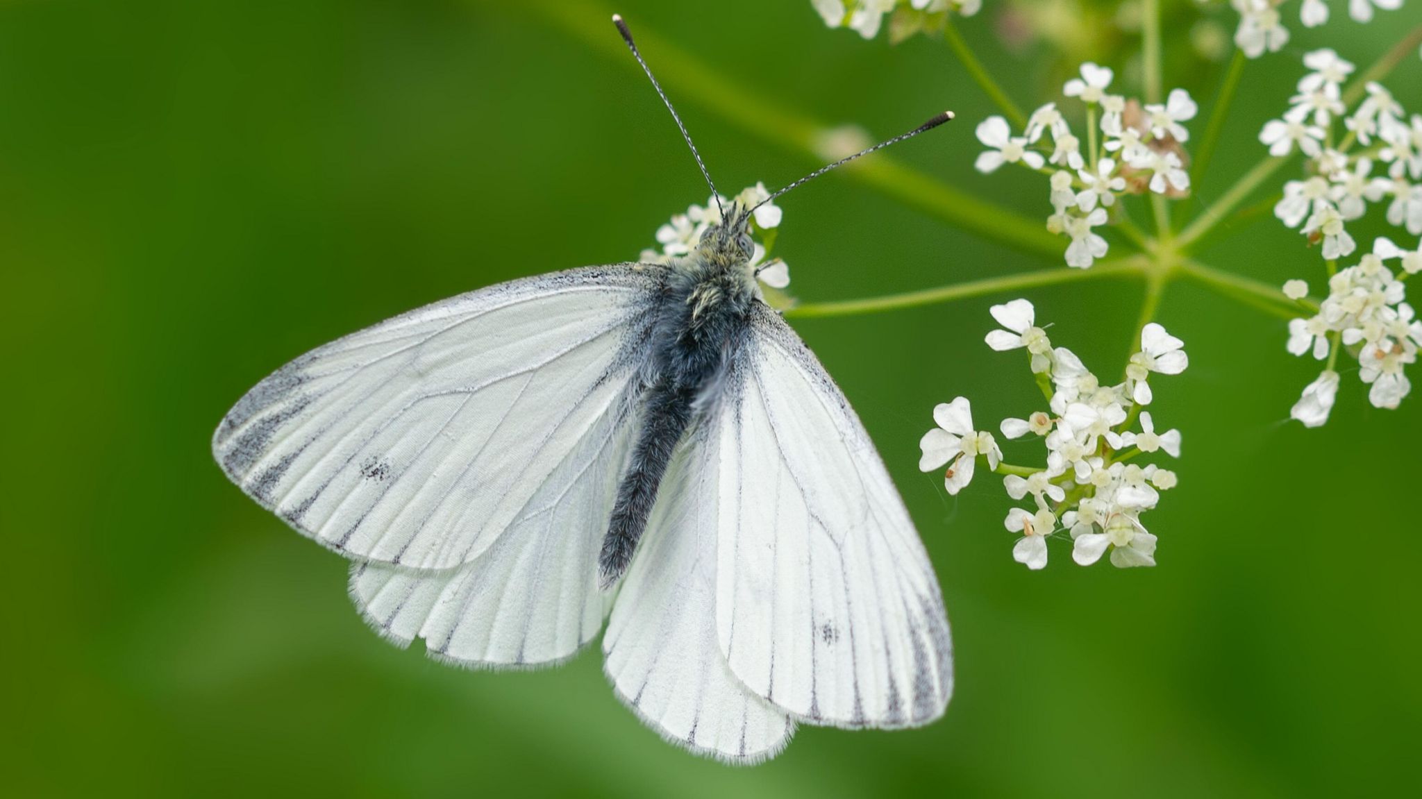 Green-veined white butterfly