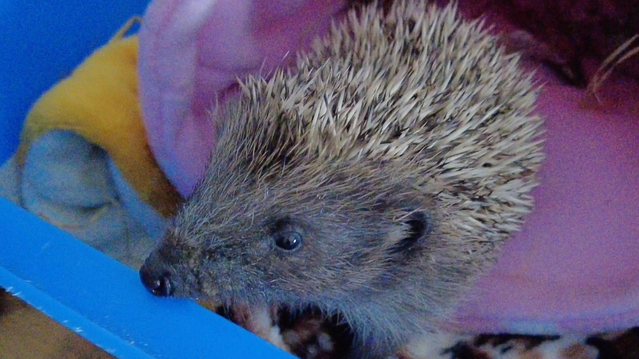 A baby hoglet on a pink blanket