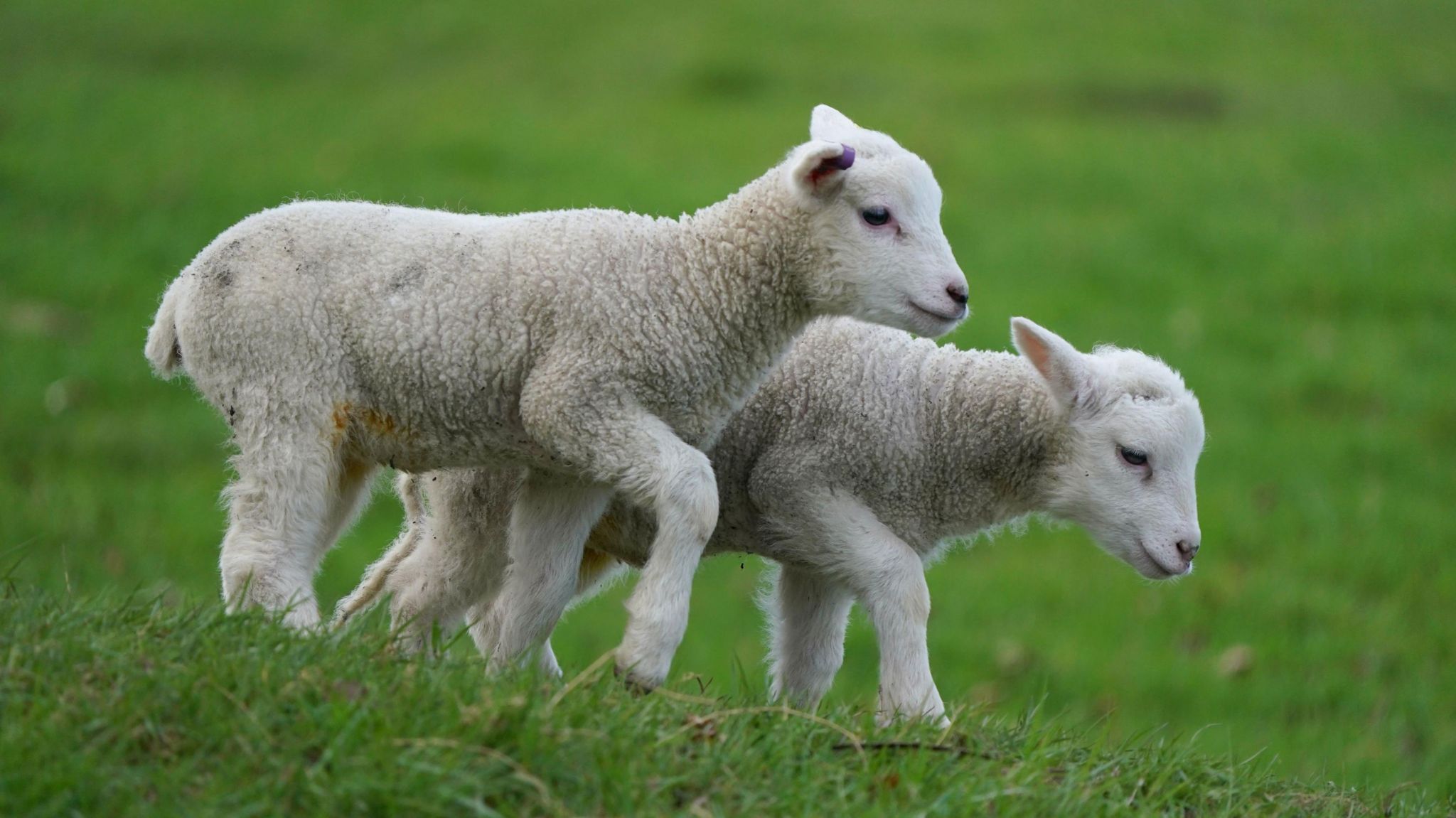 Stock photo of lambs