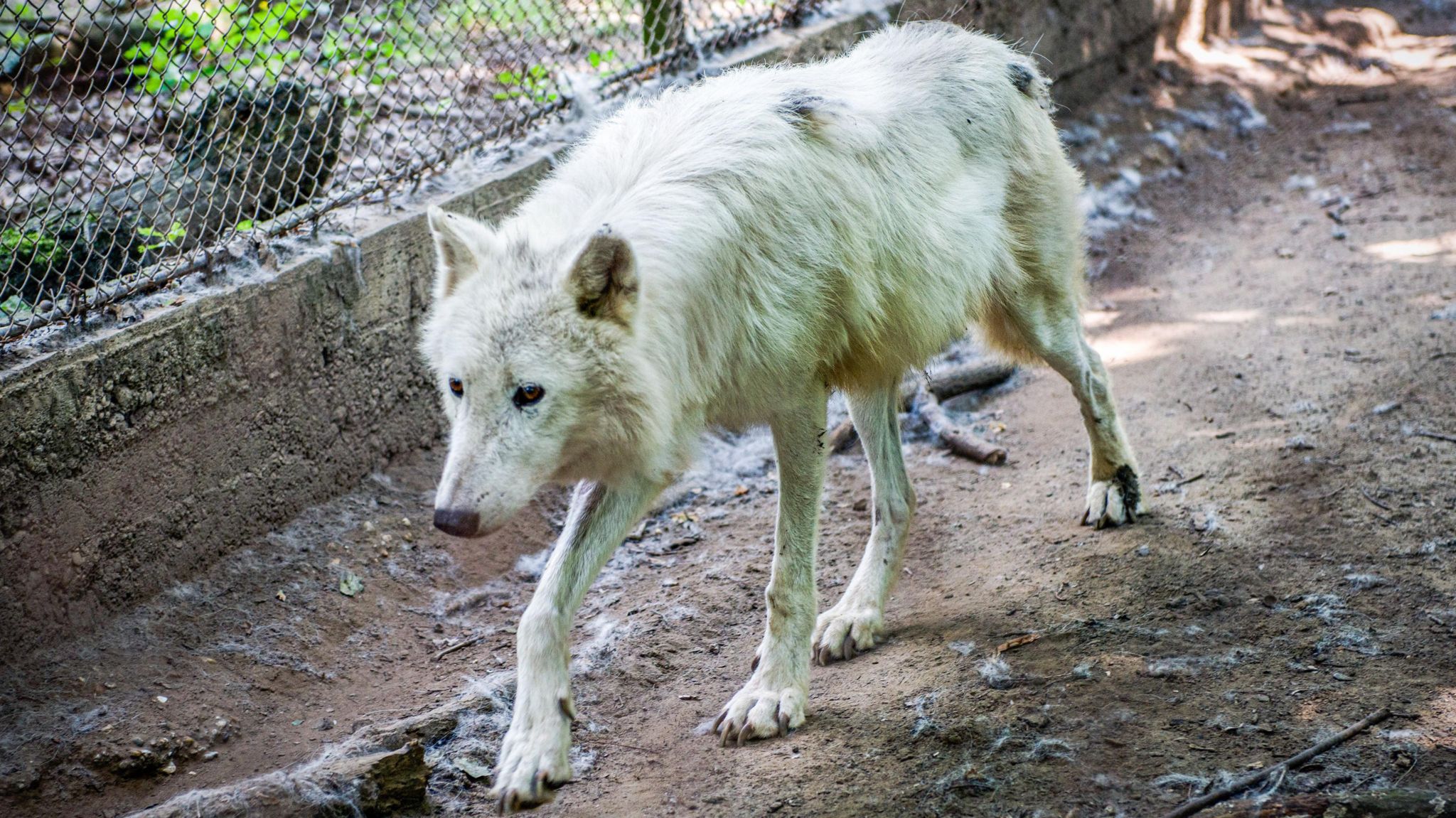 Artic wolf in a Hungarian zoo 