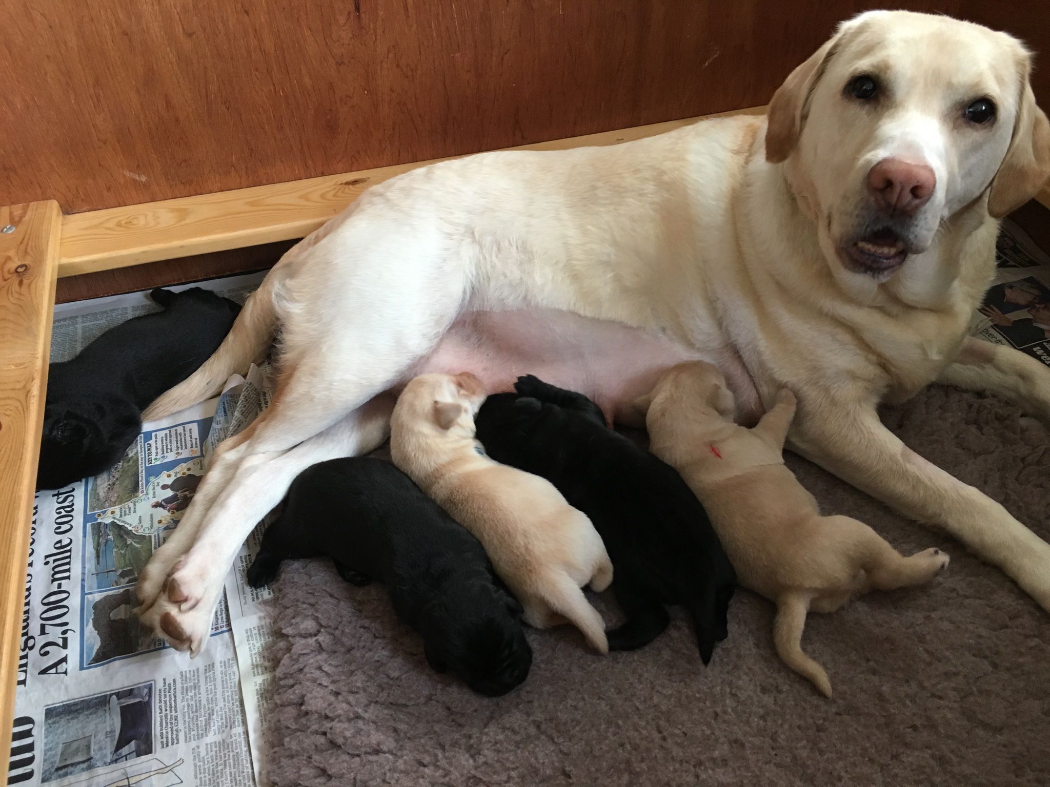 Connie with her puppies