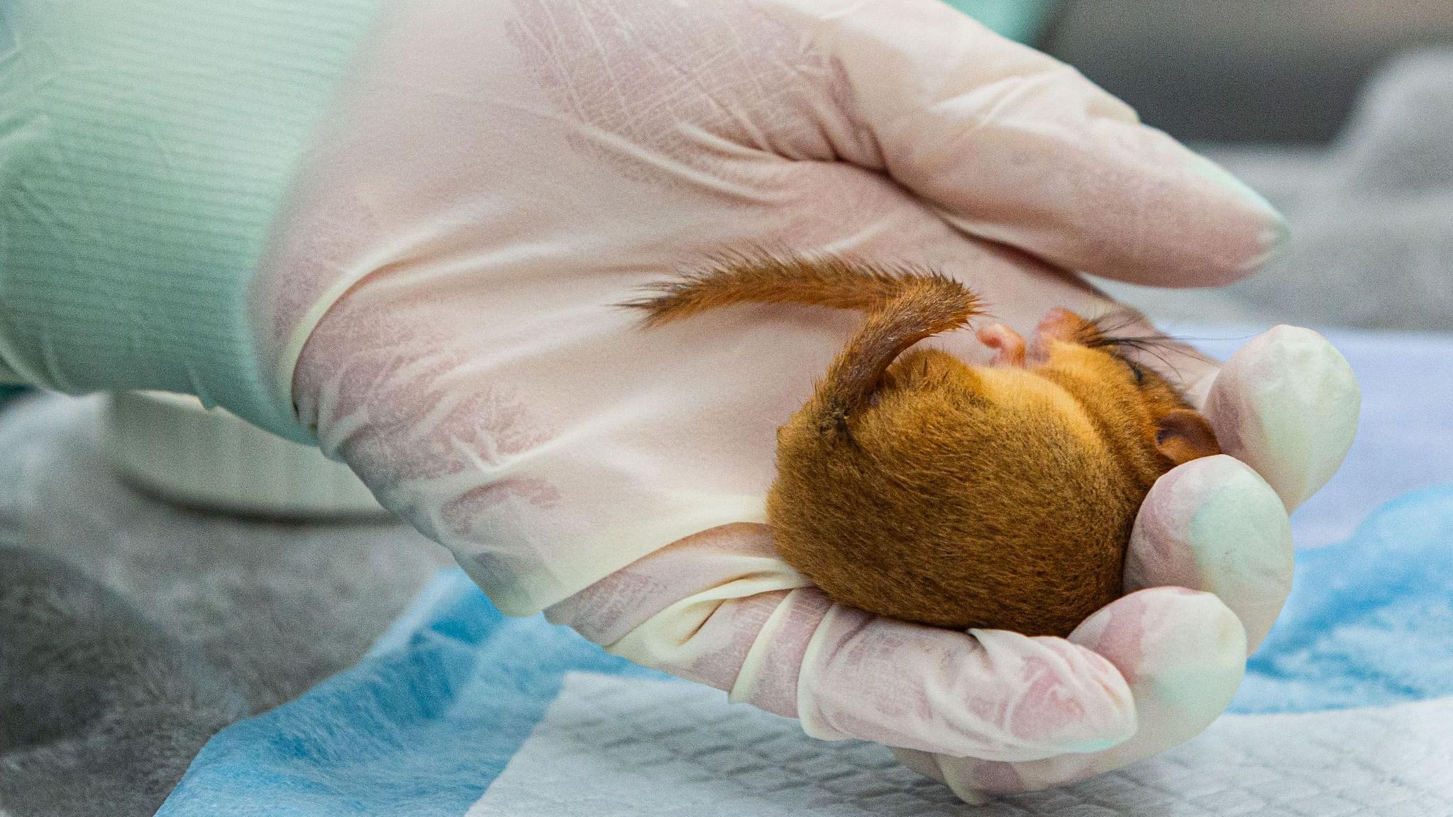 A dormouse being held by a vet