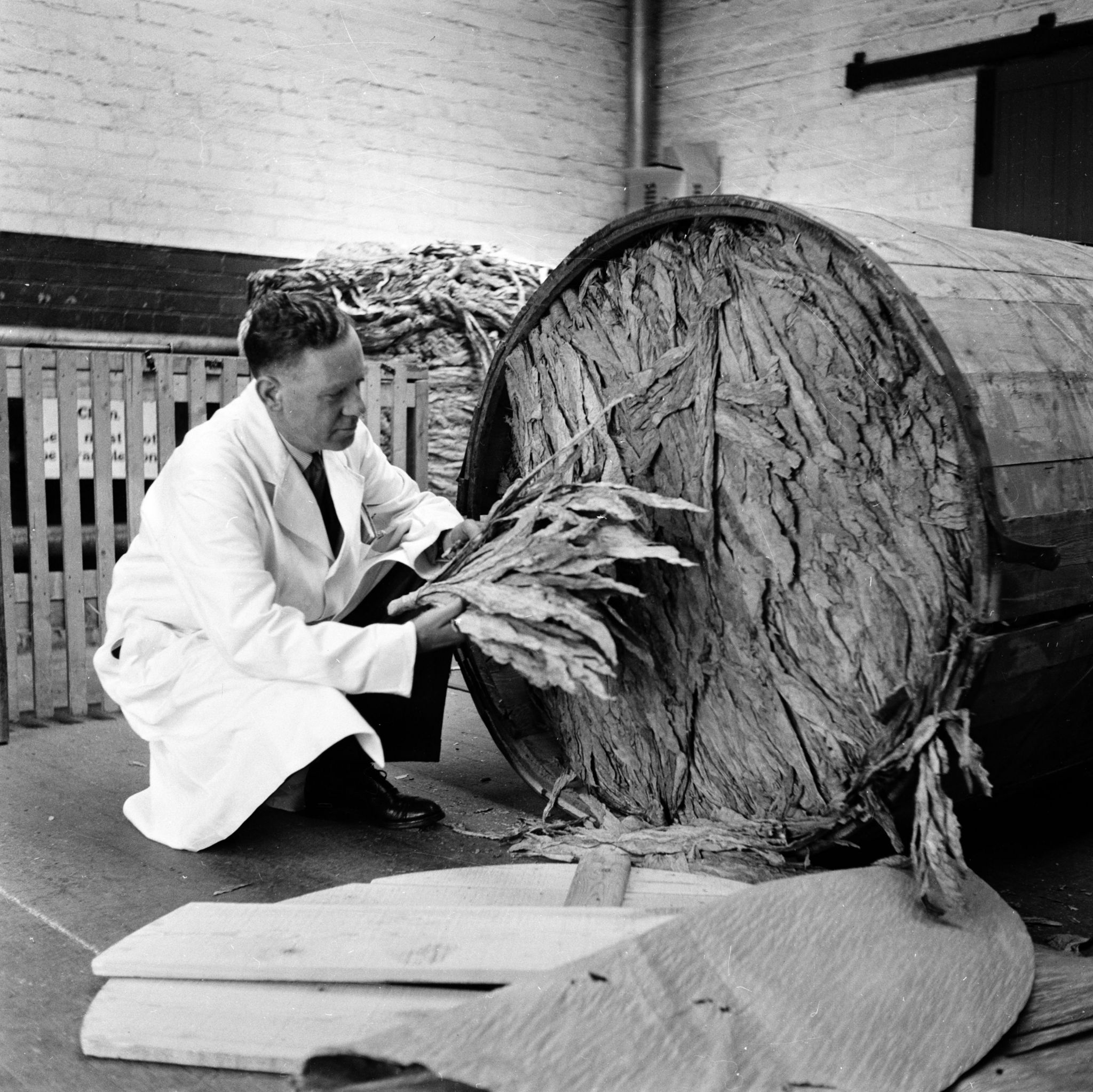 20th August 1955: A barrel of golden leaf tobacco arrives at the Stephen Mitchell and Son cigarette factory in Glasgow. The tobacco industry in Glasgow dates back to the eighteenth century but it collapsed in the 1770s when the American War of Independence ruined the local 'Tobacco Lords'. It was gradually rebuilt and Stephen Mitchell & Son still operates in the city from Alexander Parade, which is the oldest foundation of the tobacco trade, dating back to 1723. Original Publication: Picture Post - 7942 - Let Glasgow Flourish! - pub. 1955 (Photo by Haywood Magee/Picture Post/Hulton Archive/Getty Images)