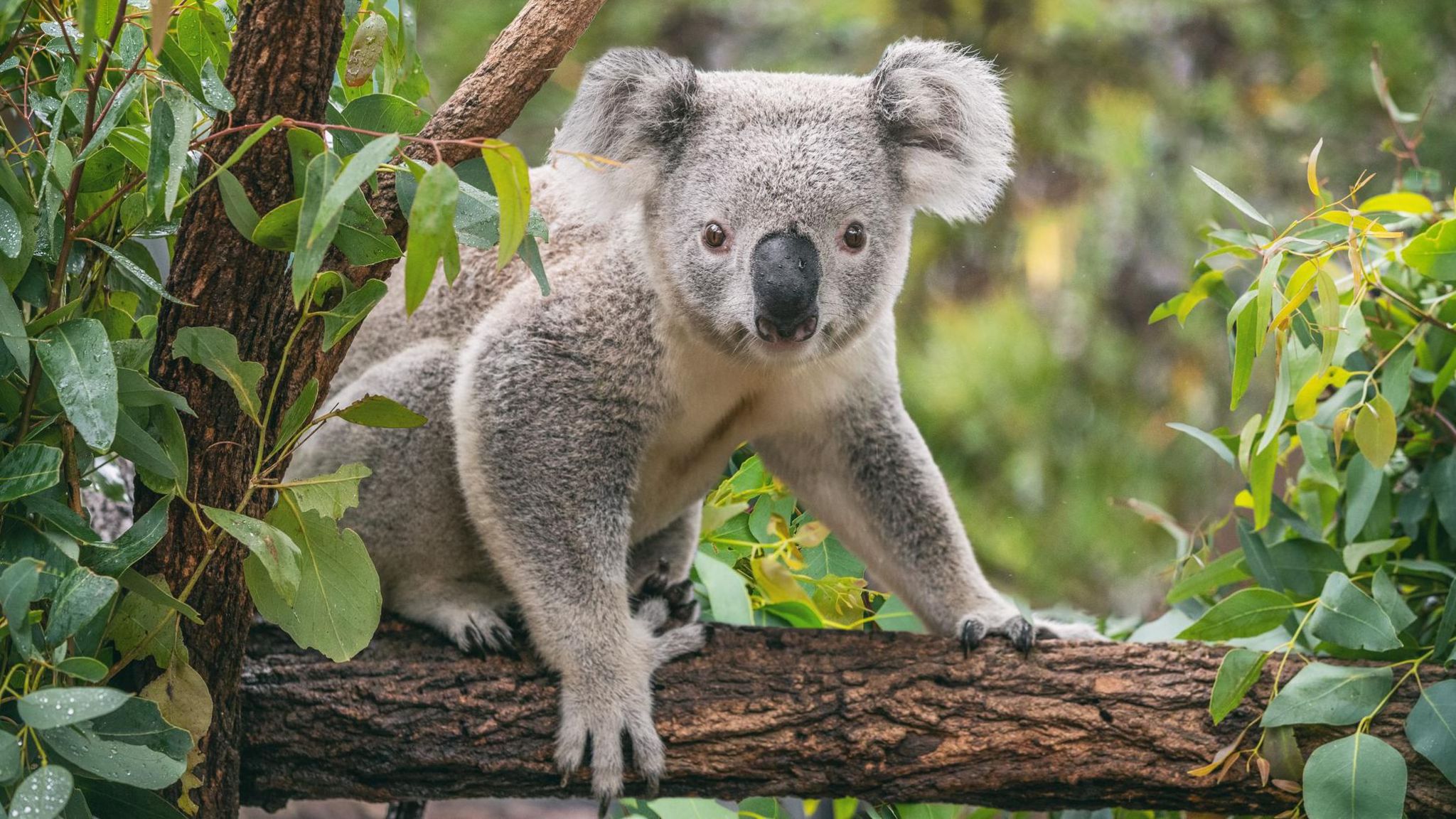 Koala sanctuary to stop tourist cuddles - BBC Newsround