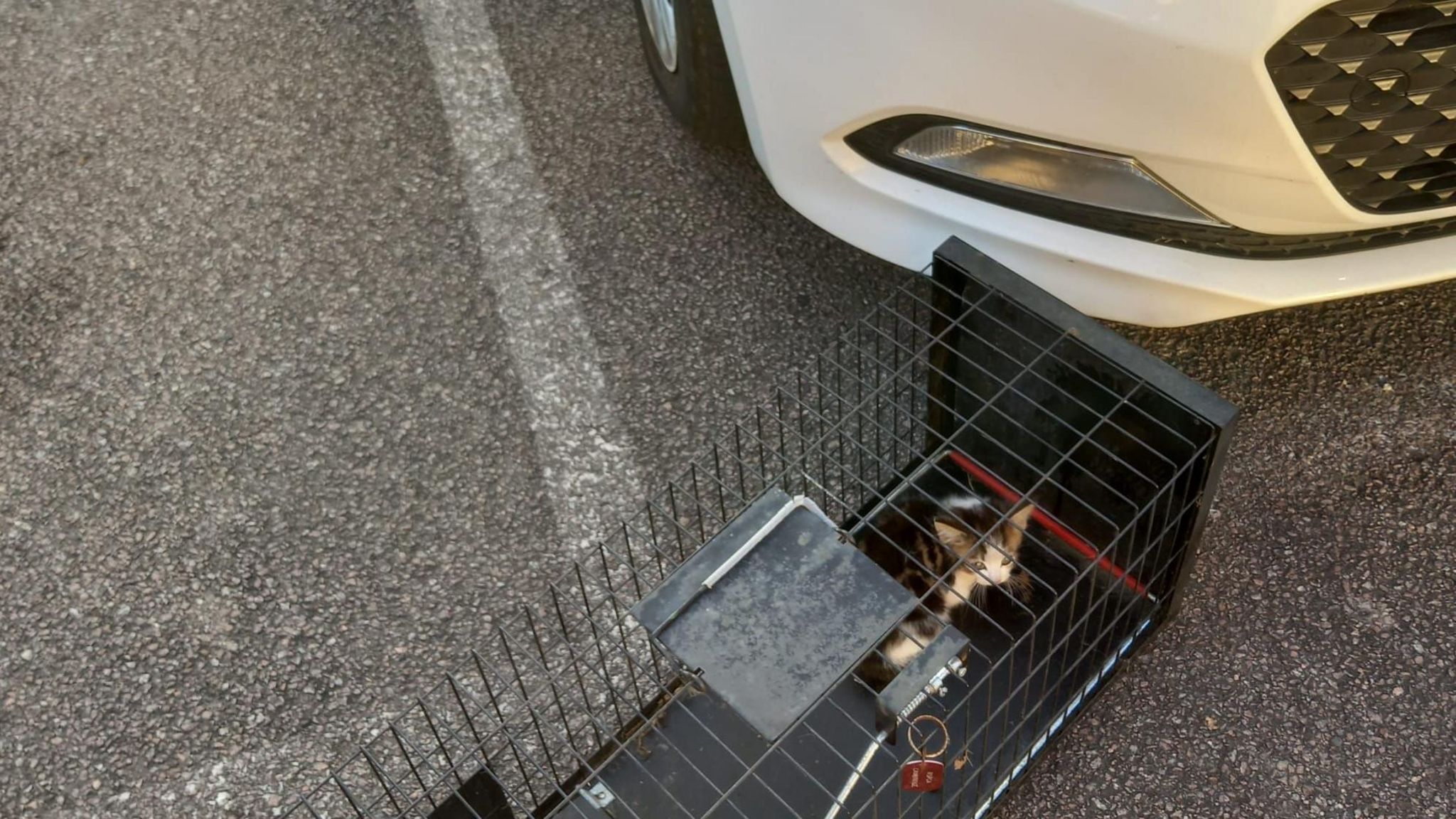 The kitten sitting in a metal cage in front of the police car