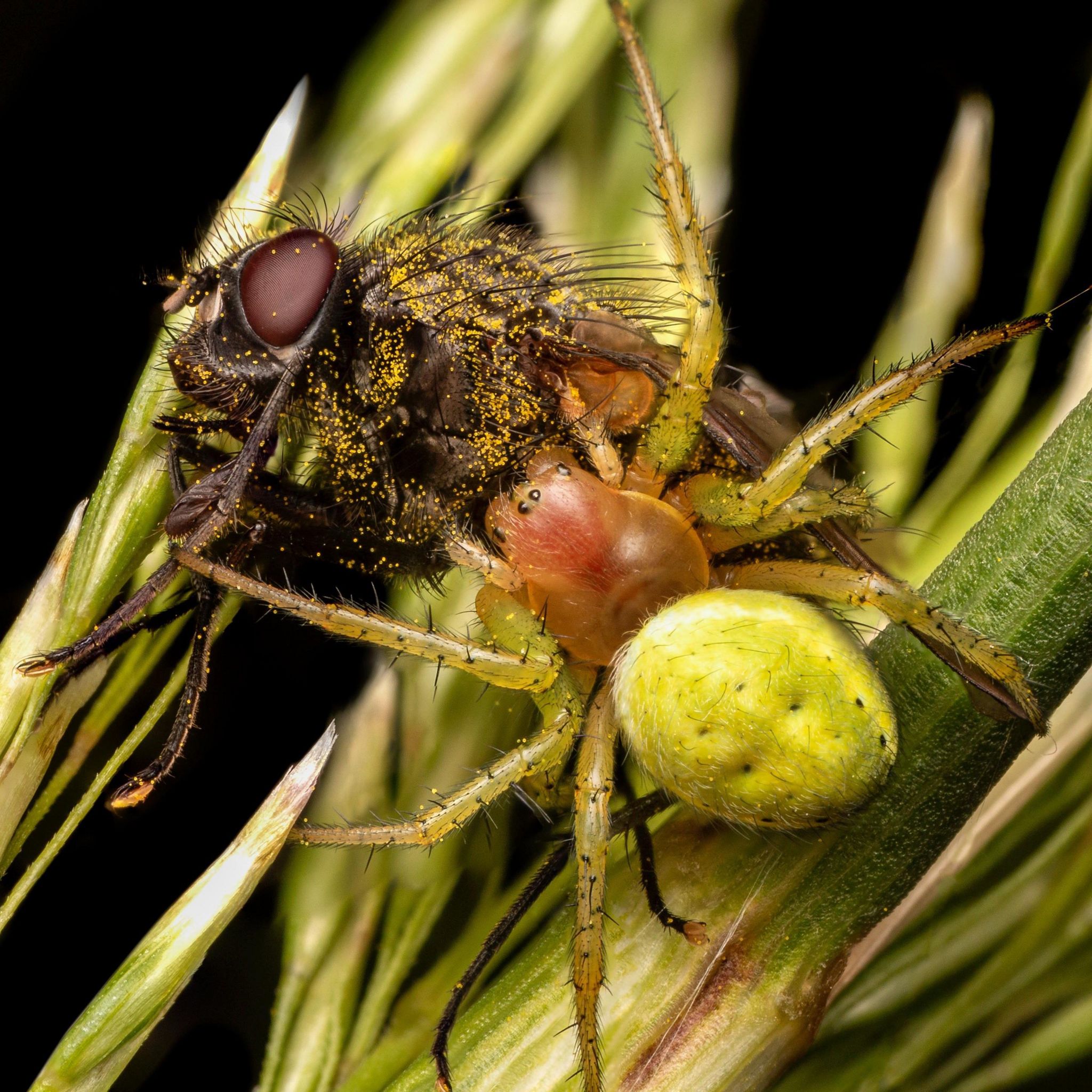 A male cucumber spider eating a fly in Bilston Woods