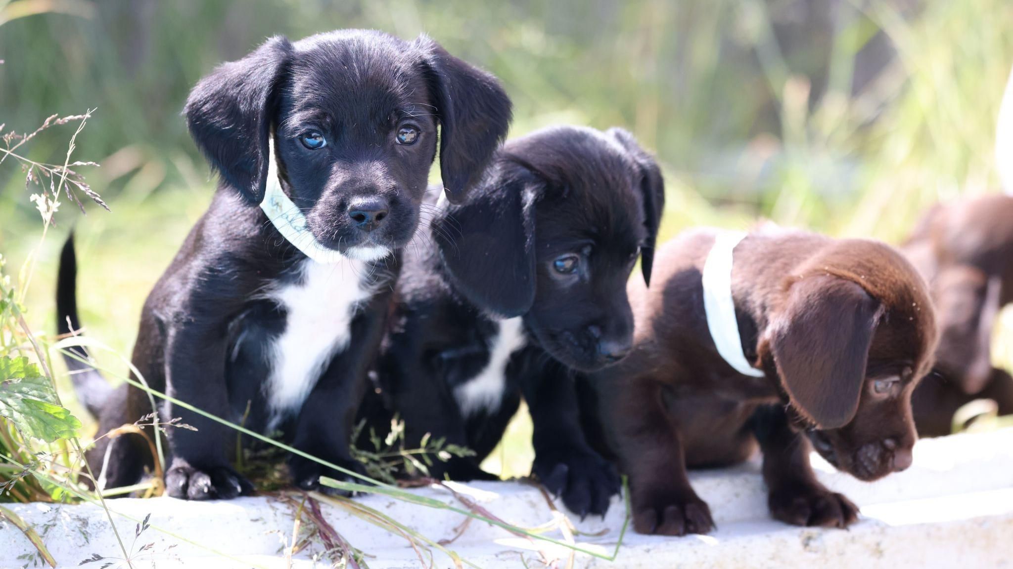 Two black puppies and one brown puppy with their front paws on a log