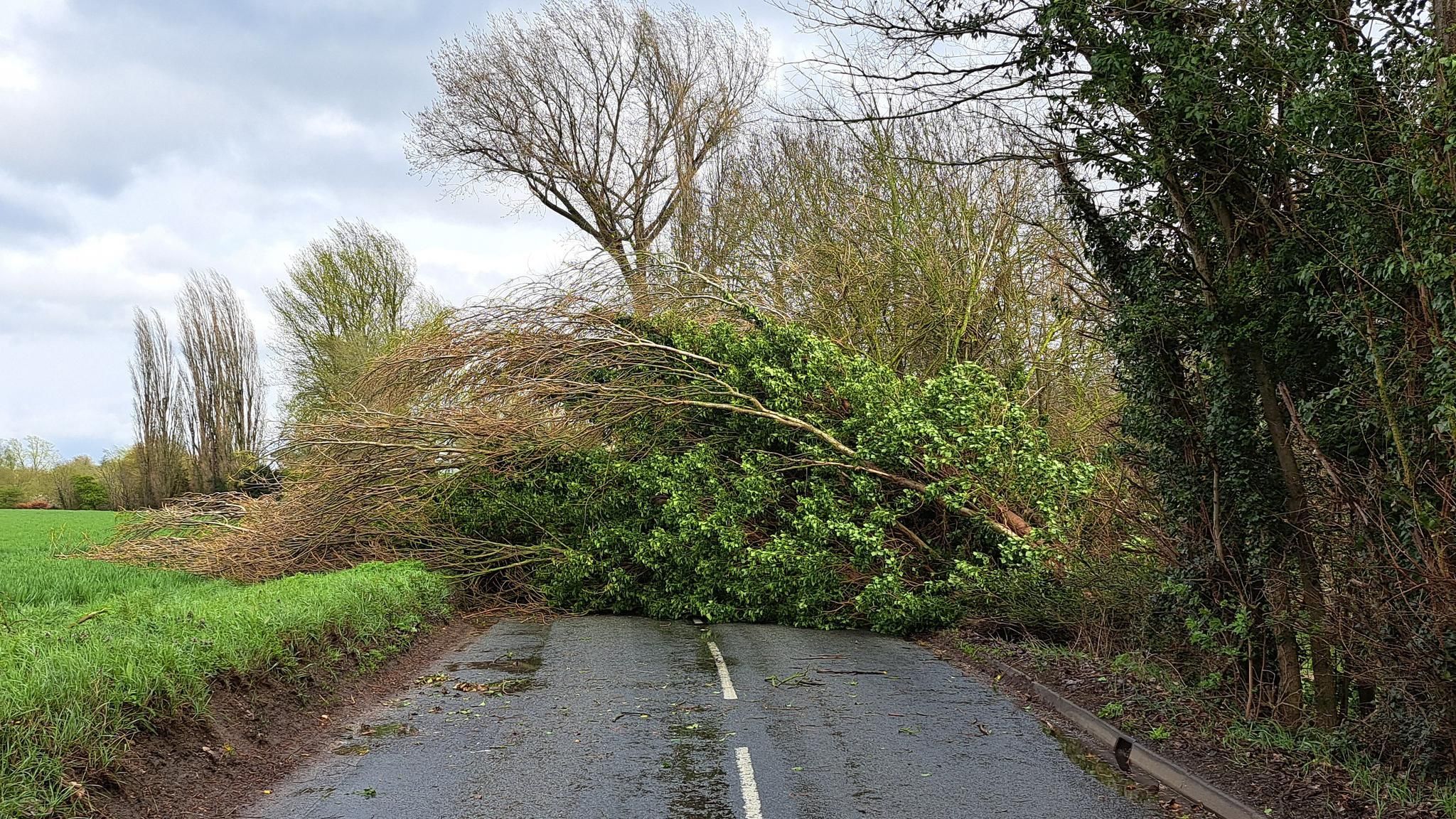 Storm Noa: Suffolk road blocked for four hours by tree collapse - BBC News