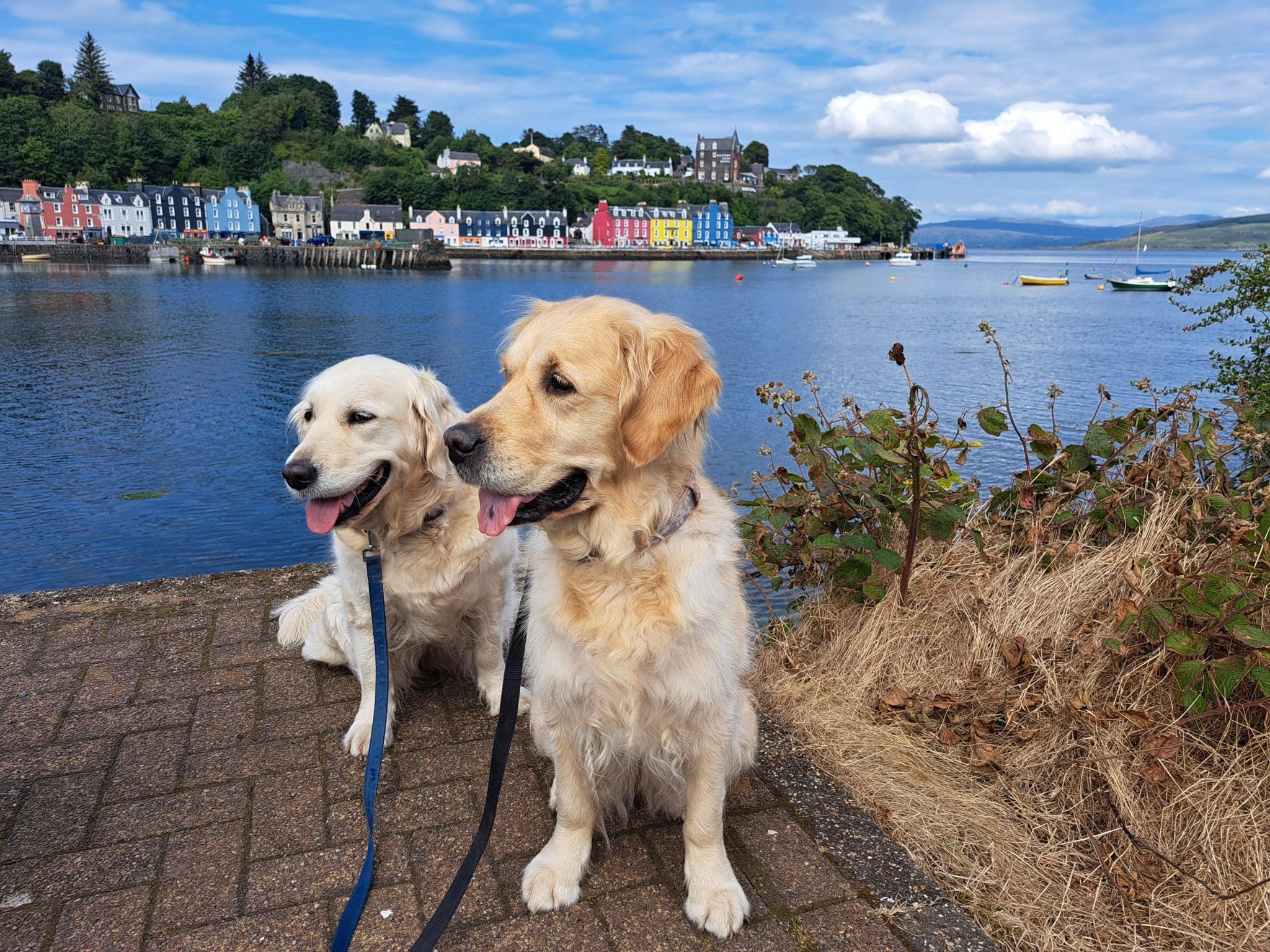 Two golden retriever dogs on leads, sitting at the waters edge with water behind them and in the distance, brightly coloured houses