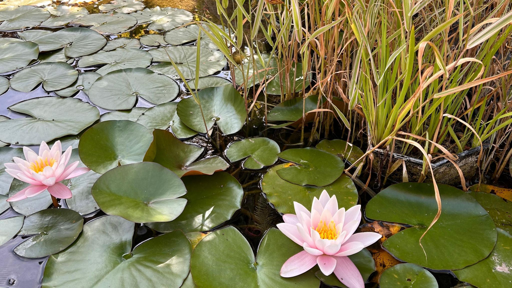 Two pale pink water lily flowers are open showing yellow stamen to the world. They sit amognst their floating leaves on a pond with some water grass just behind.