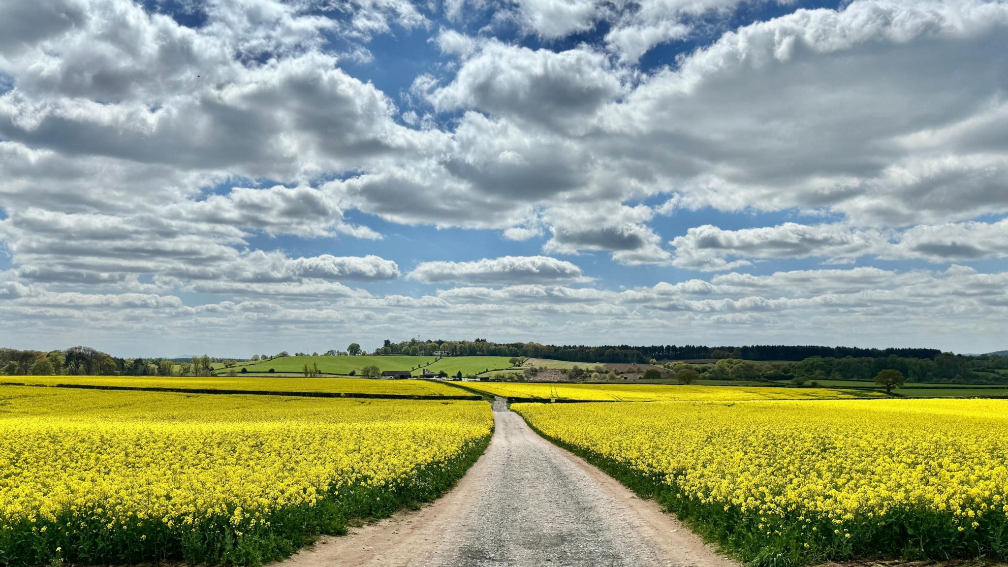 Photograph of a bright field of yellow rape-seed oil with some blue skies and fluffy cumulus clouds
