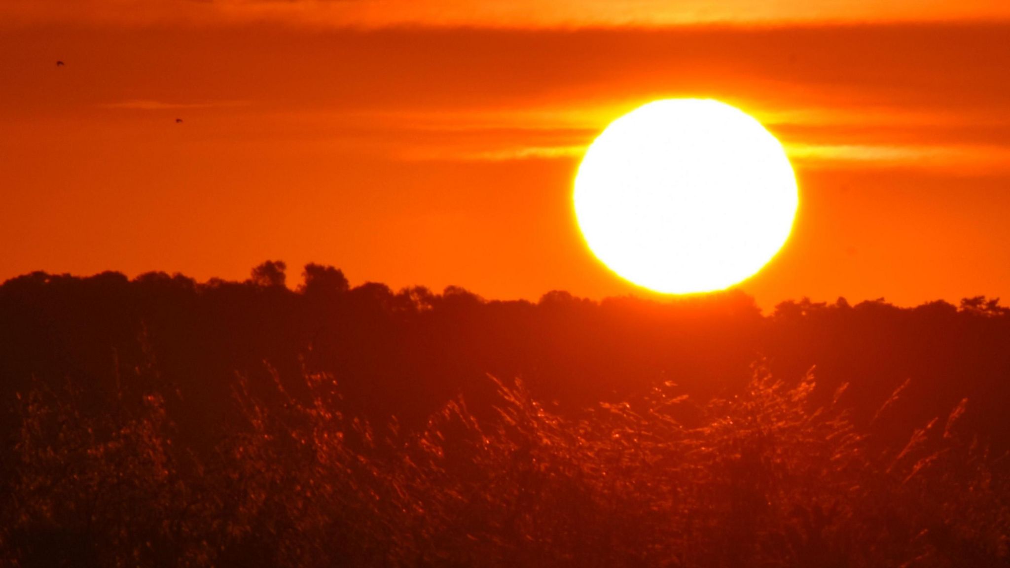 The sun has just risen above the horizon and glows bright orange across the landscape illuminating bushes in the foreground