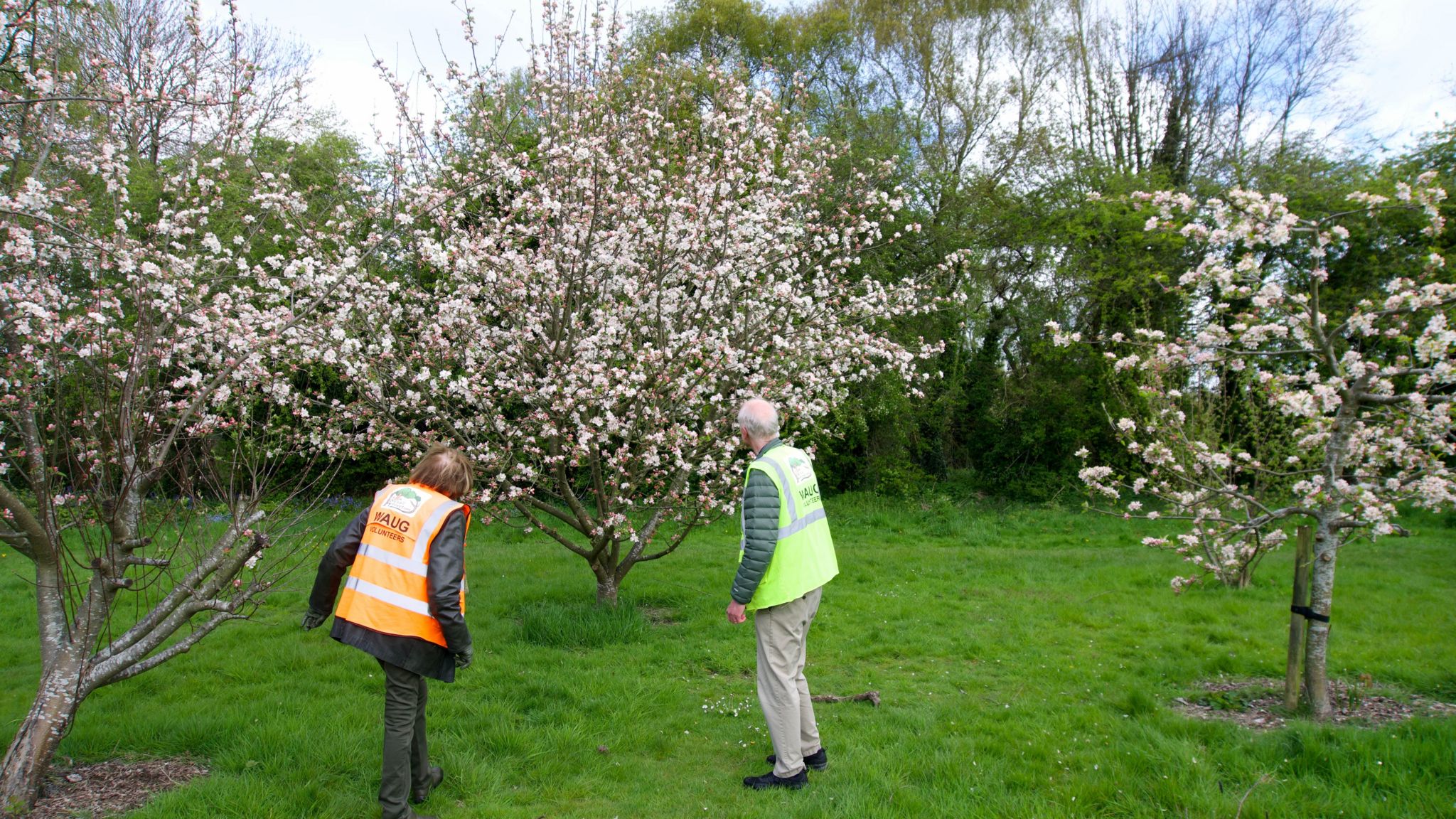 Walsall Arboretum orchard