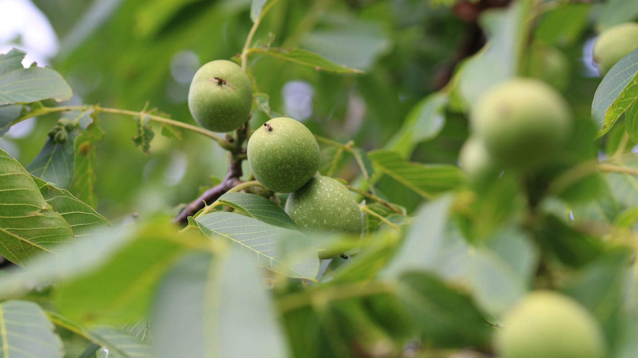 Close up of a walnut tree