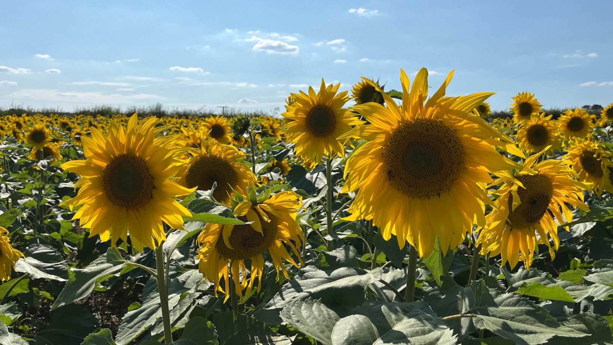 The sunflower field in Chippenham