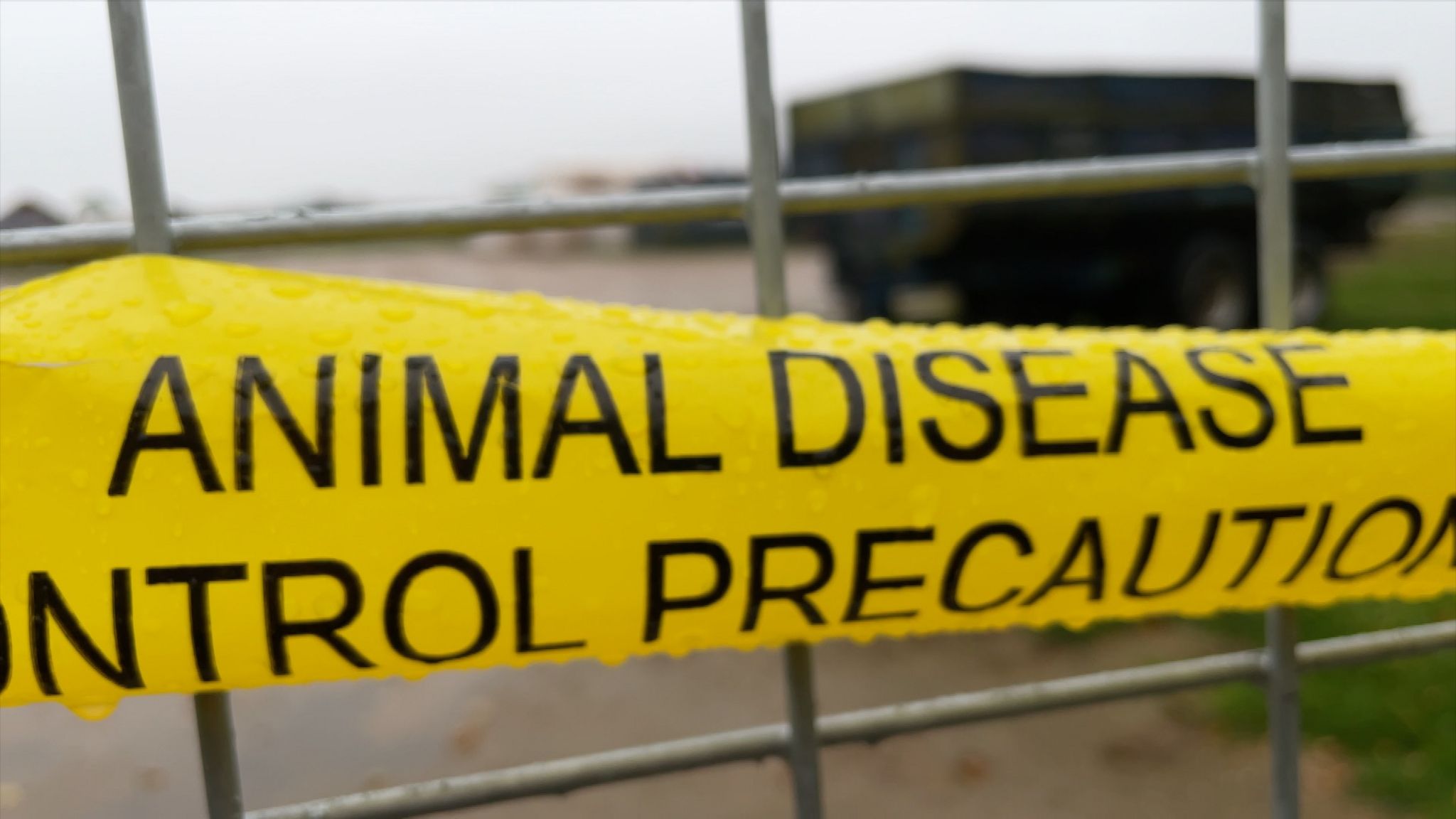 Animal disease control tape