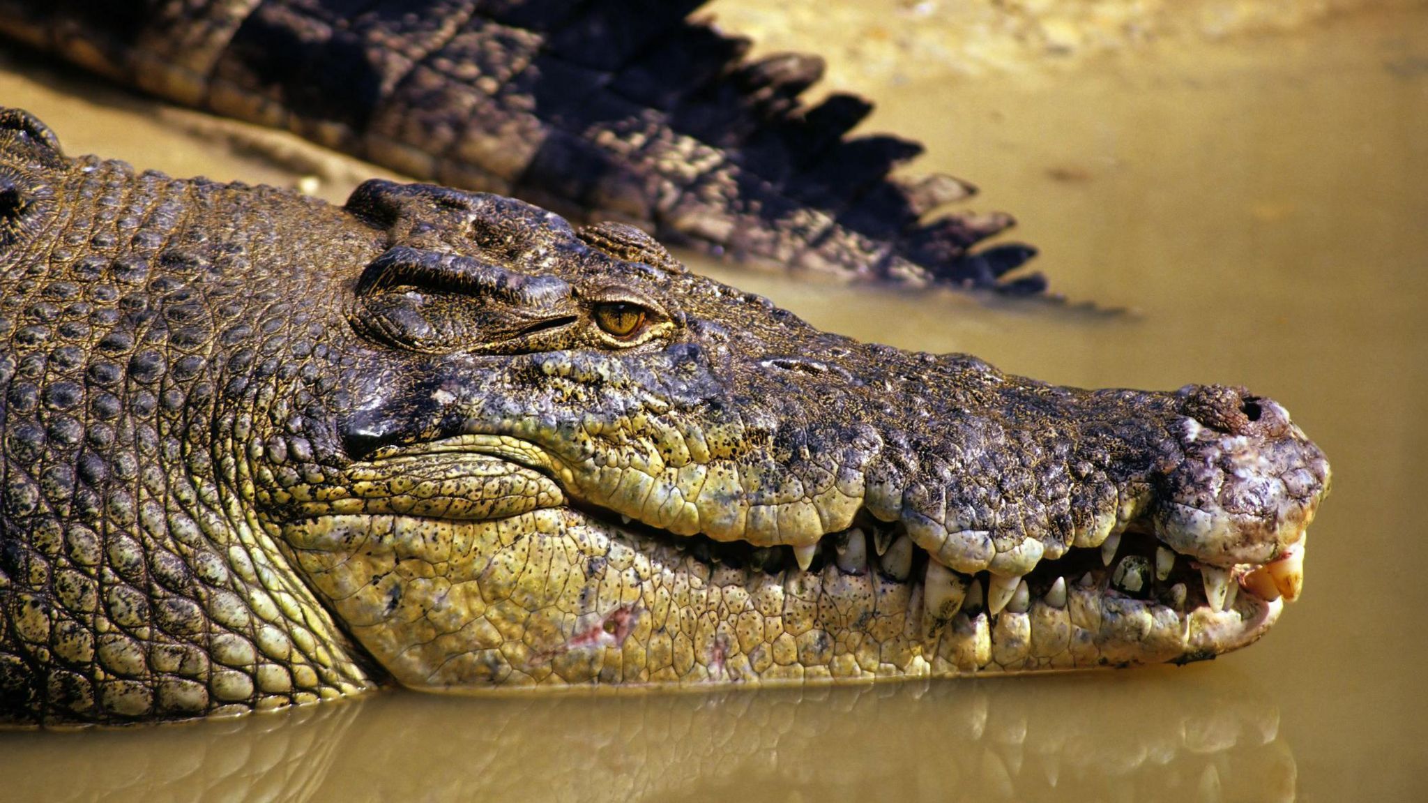 An image of a crocodile resting in water 