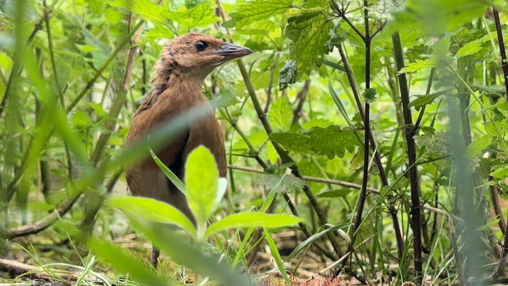 The corncrake lives in meadows, fields and pasture, feeding on insects and worms