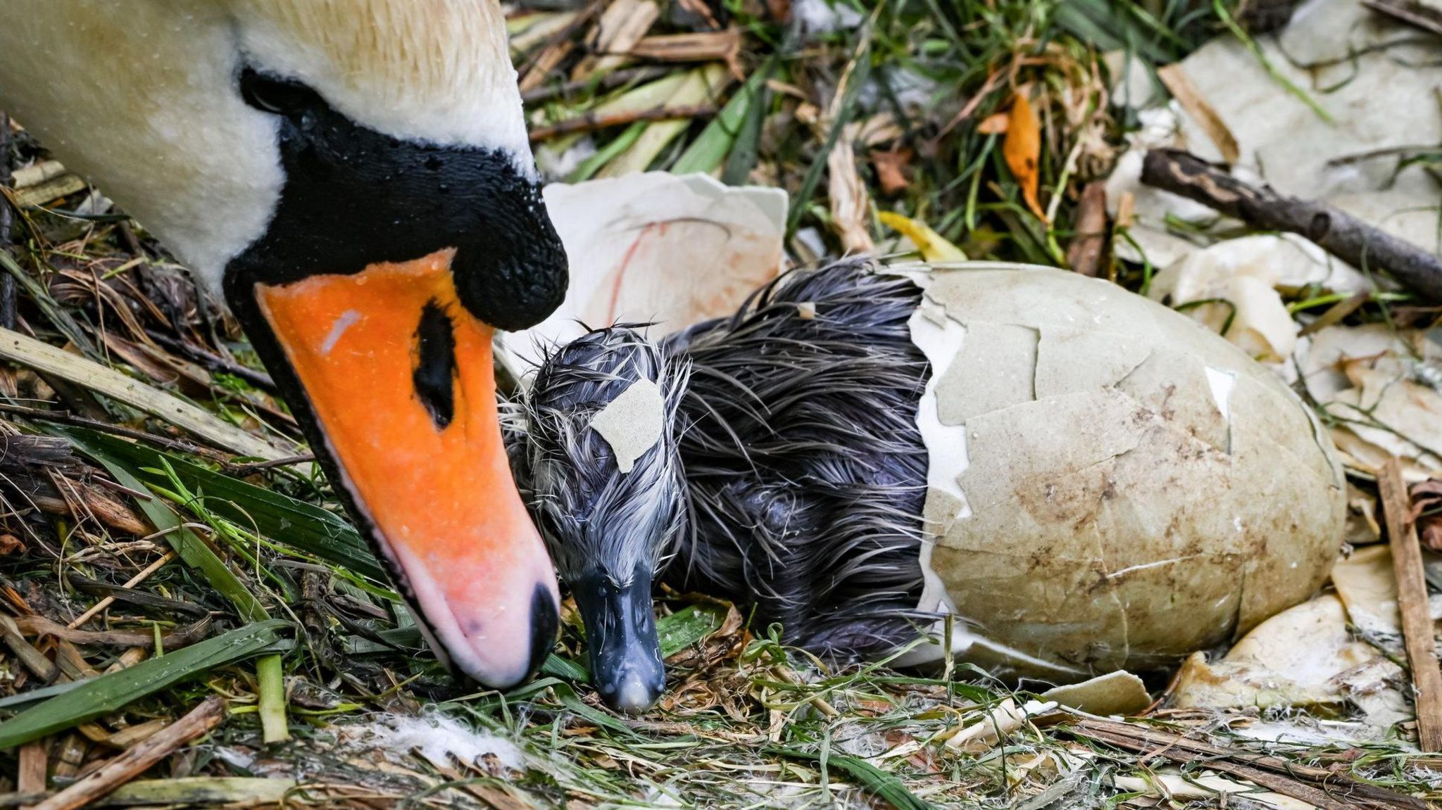 Swan and hatching cygnet