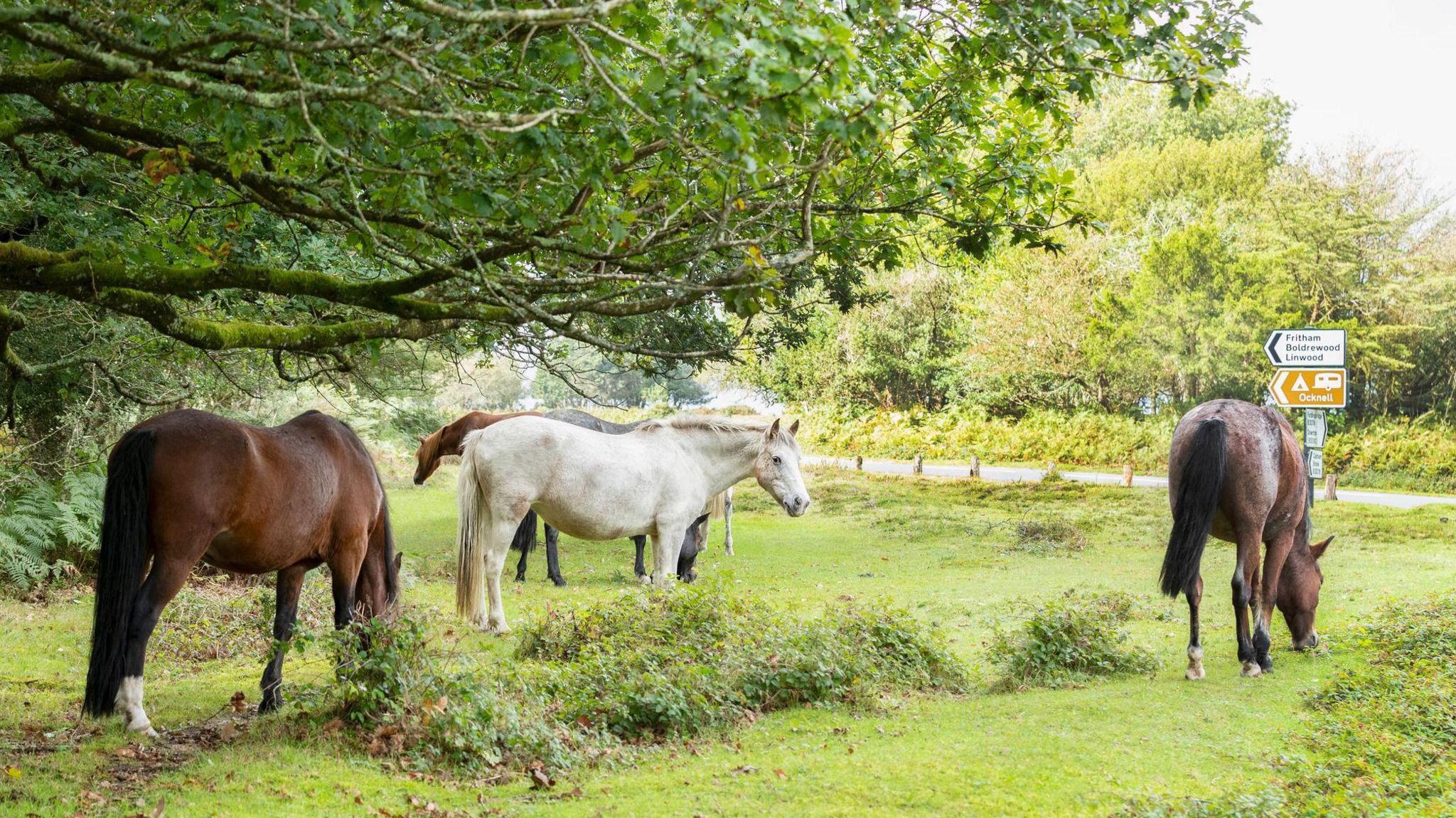 Four horses - one white and three brown - standing aside a road in the New Forest 