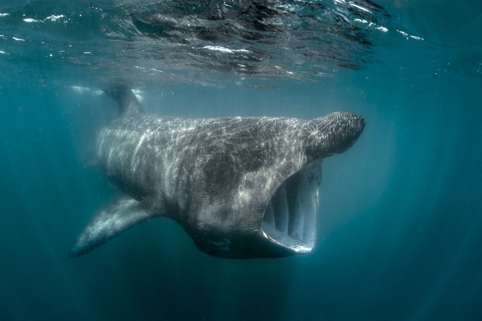 Basking shark (Cetorhinus maximus), Baltimore, Cork, Ireland - stock photo